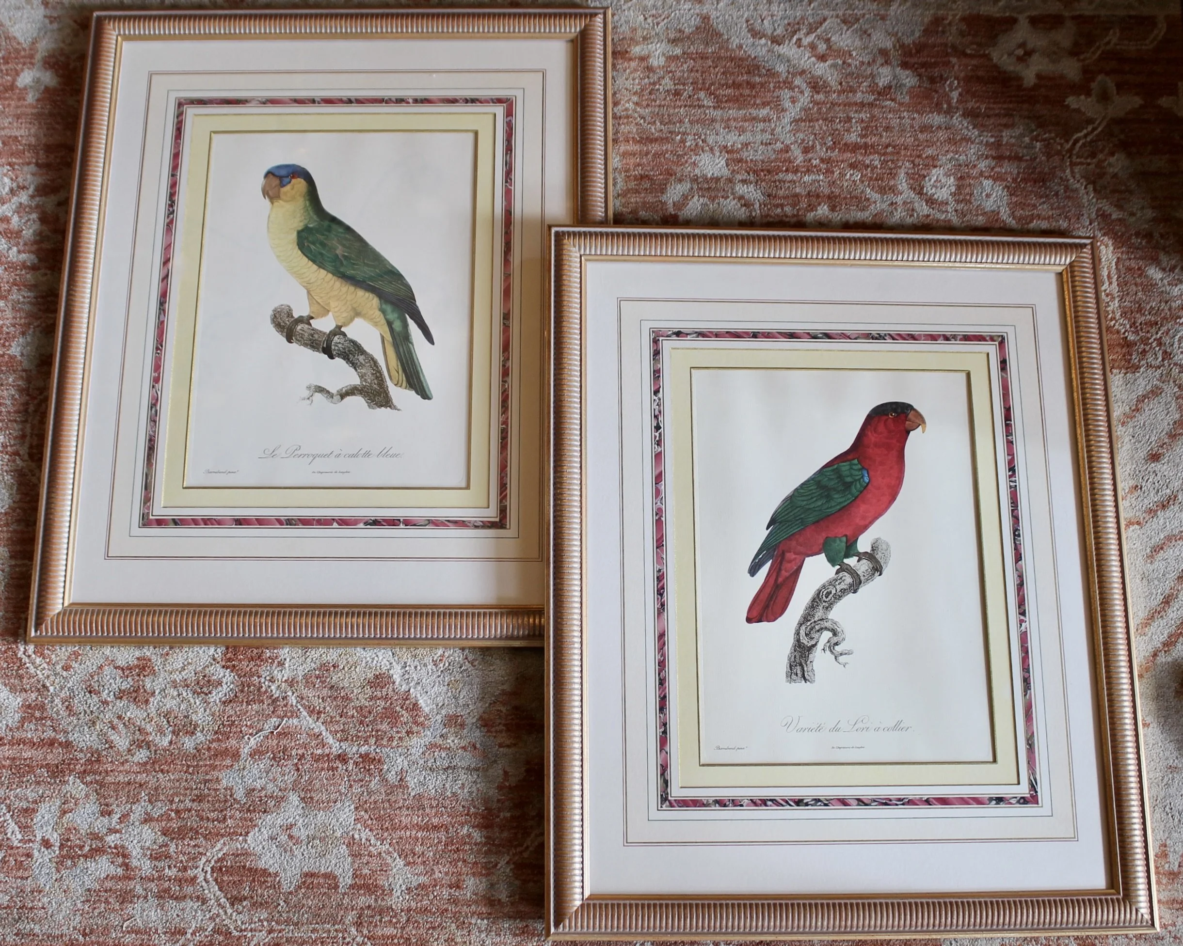 Pair of Parrot Prints by Jacques Barraband (François Levaillant) in Fine Frames