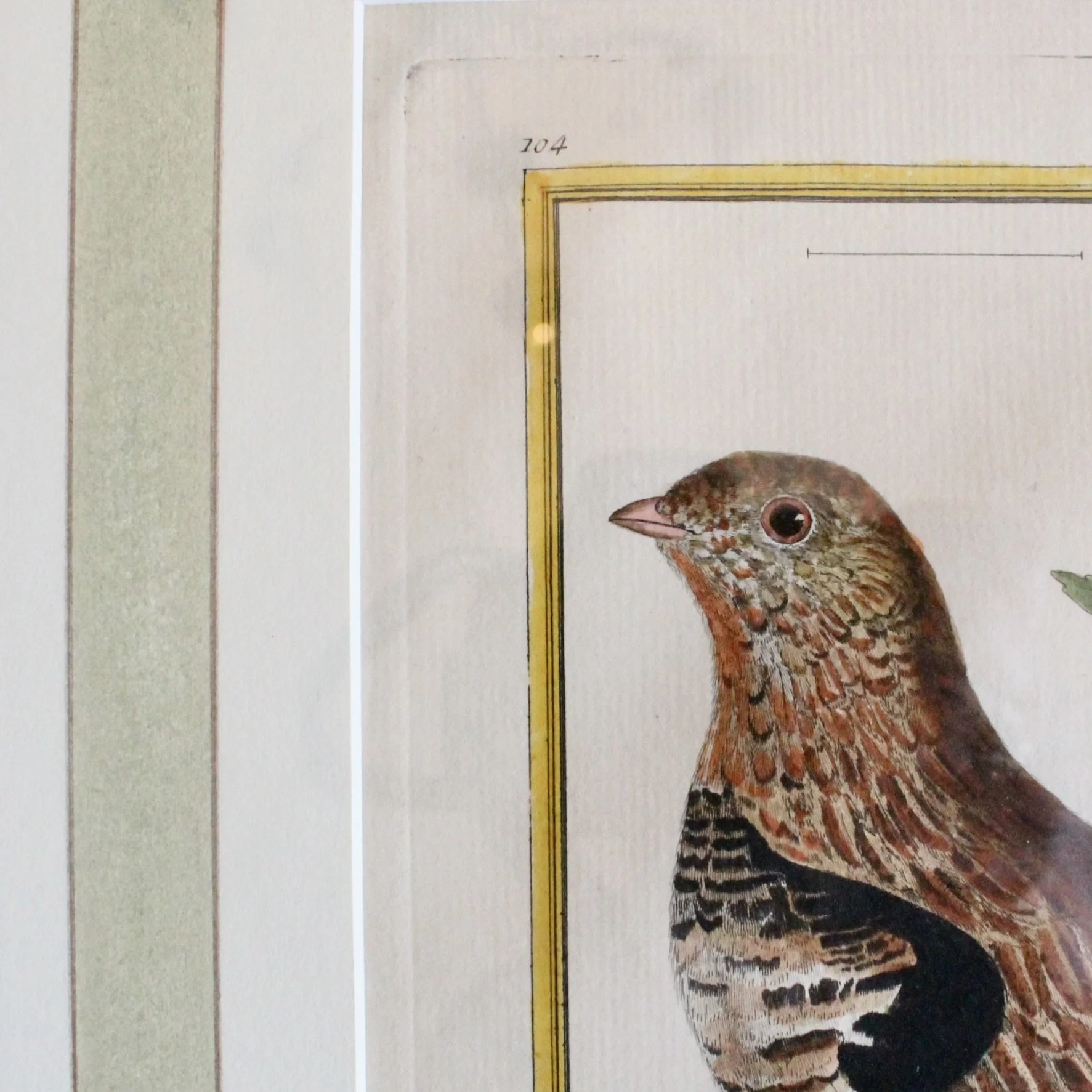 ngravings of Grouse by François-Nicolas Martinet,