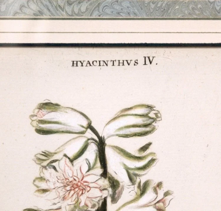 18th century Botanical Engravings- Hyacinths from the Hortus Nitidissimis