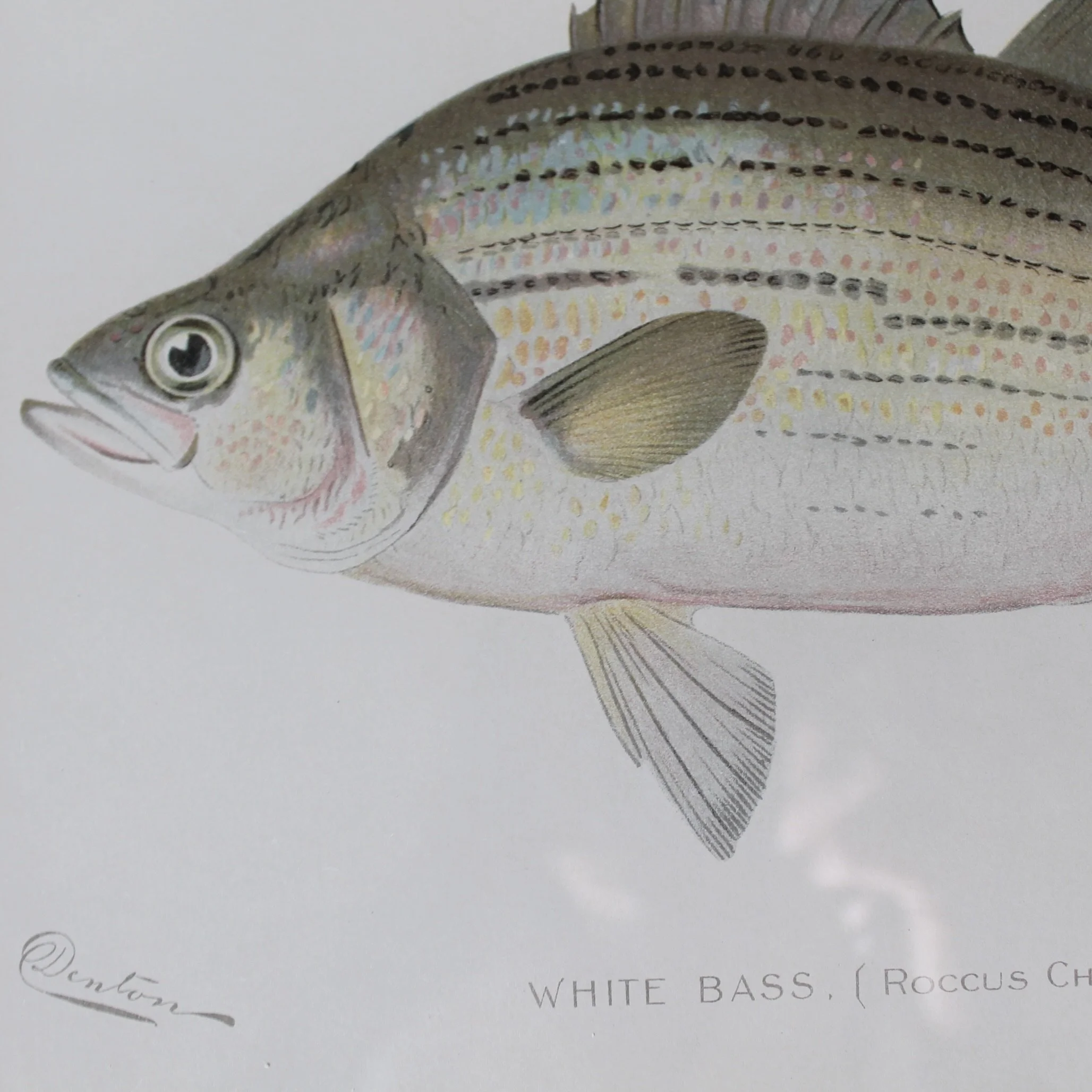 S. F. Denton American Fish Prints- set of 6