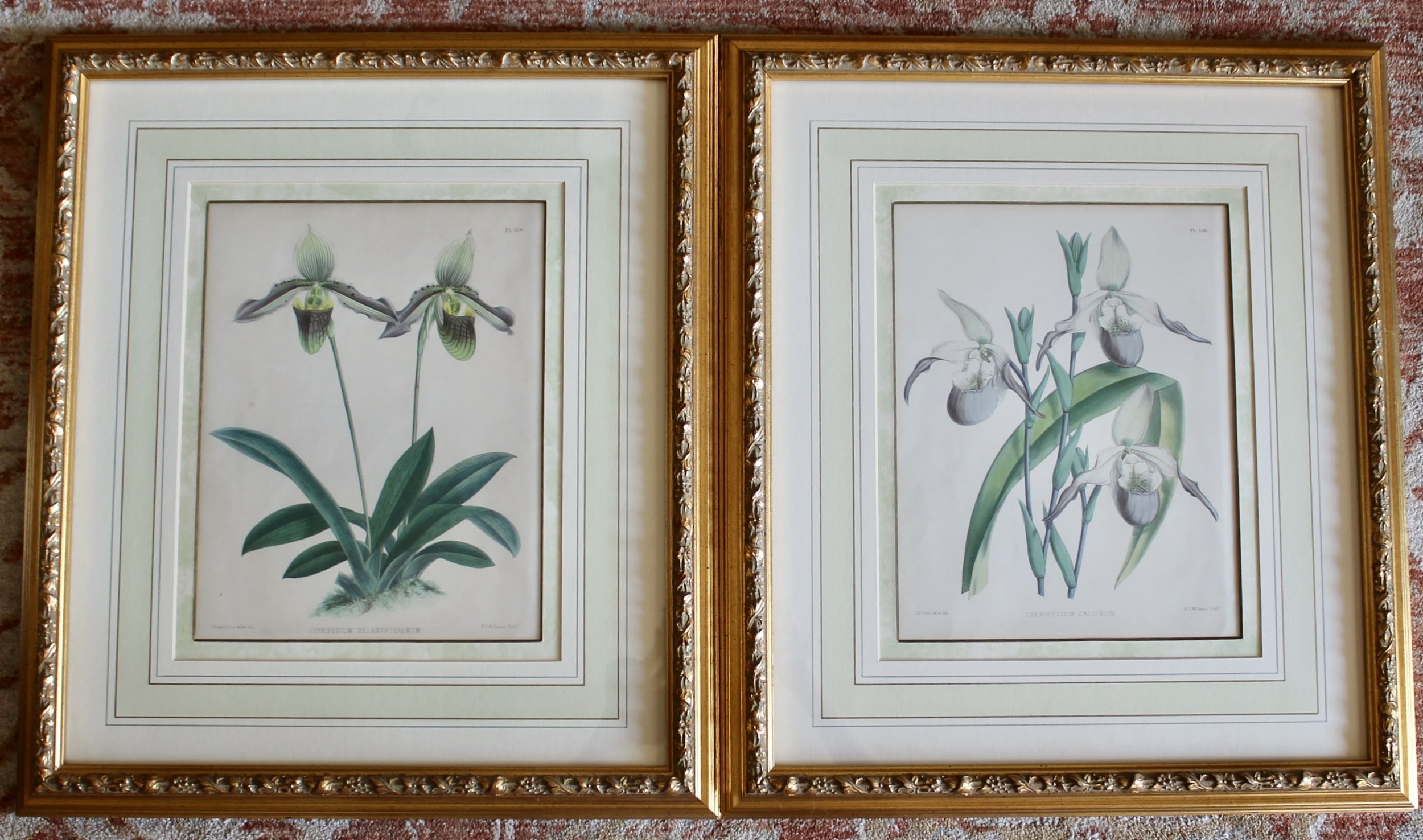 Lady’s Slipper Orchid antique Lithographs, John Nugent Fitch