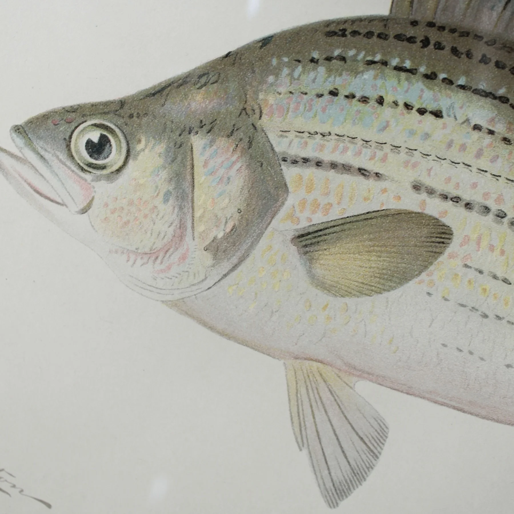 S. F. Denton American Fish Prints- set of 6