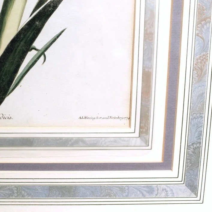 18th century Botanical Engravings- Hyacinths from the Hortus Nitidissimis