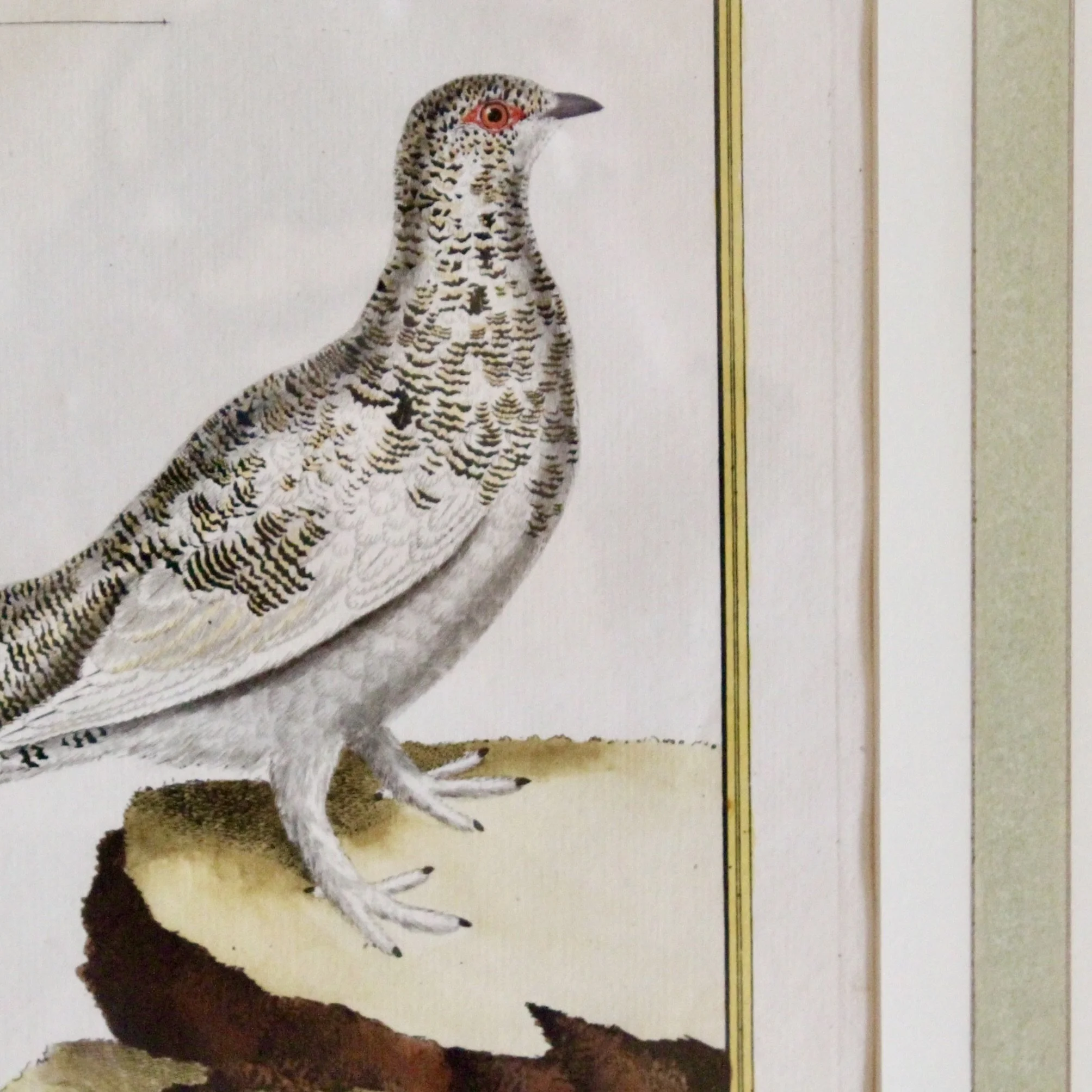 ngravings of Grouse by François-Nicolas Martinet,