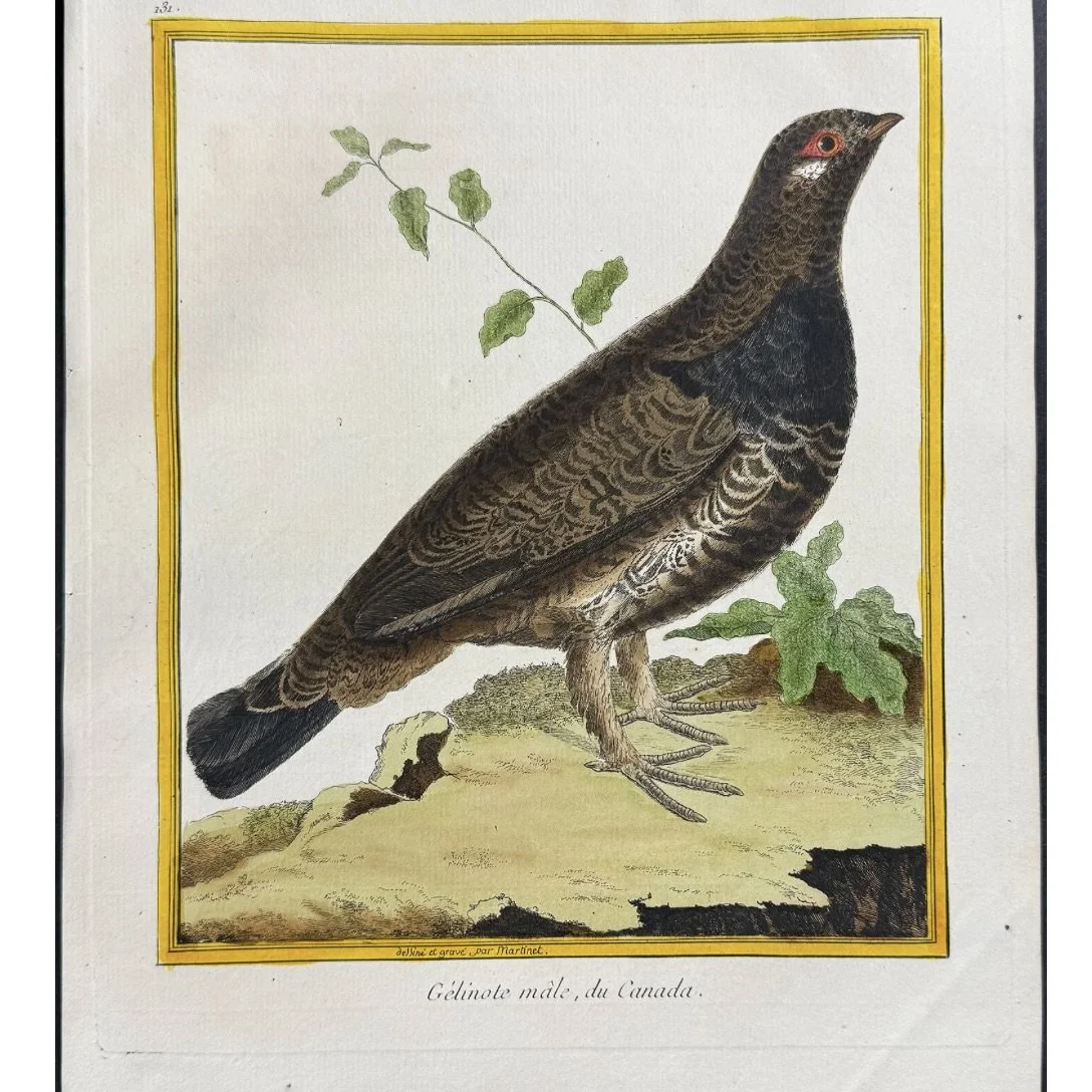 ngravings of Grouse by François-Nicolas Martinet,