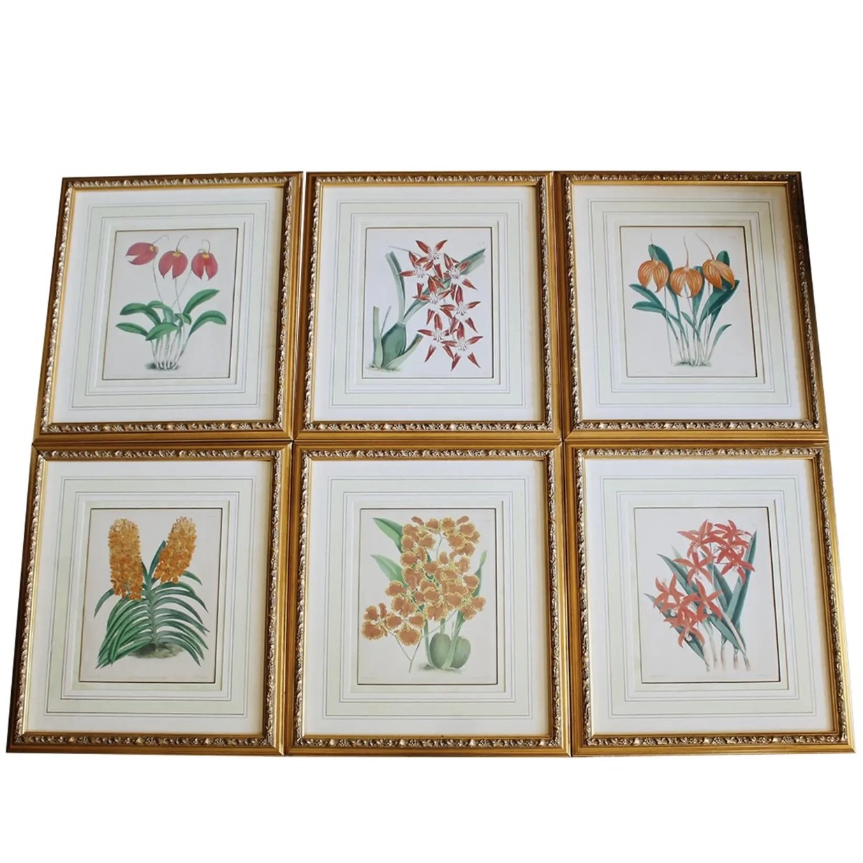 Orchid Lithographs, 19th Century, by John Nugent Fitch