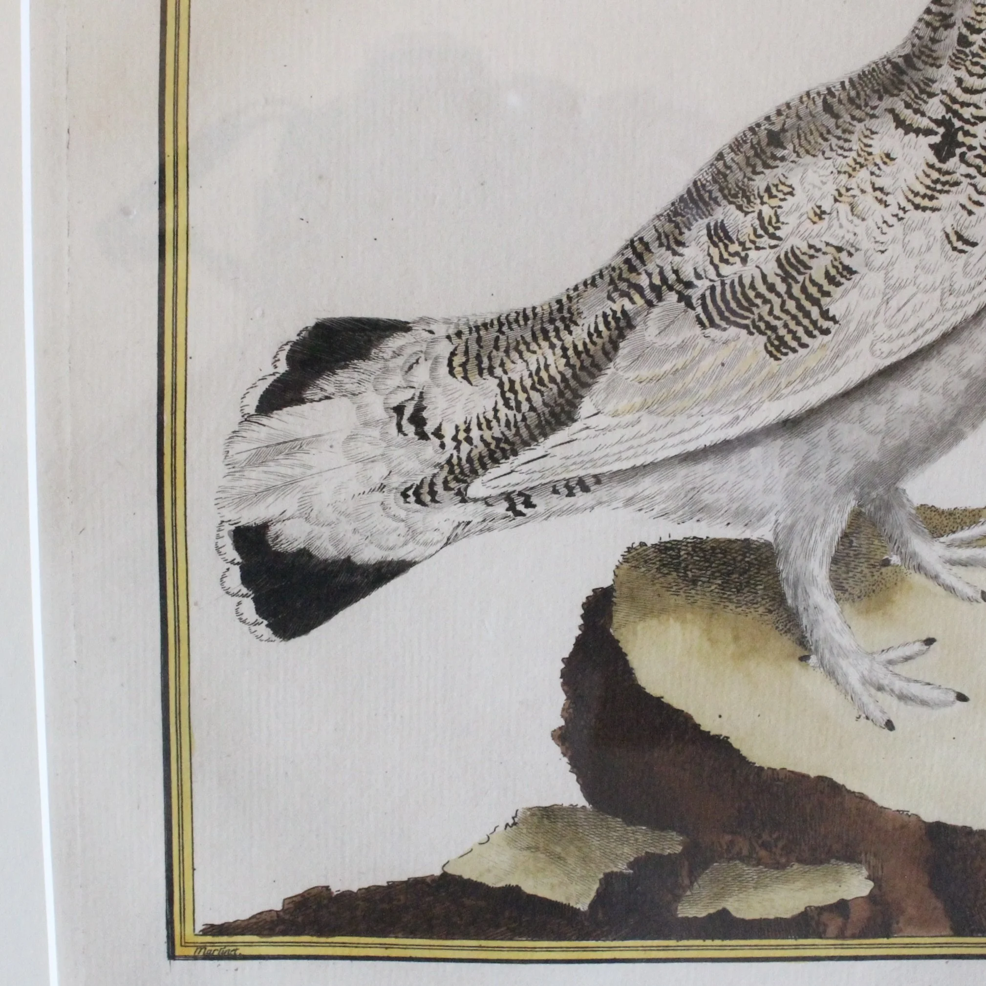 ngravings of Grouse by François-Nicolas Martinet,