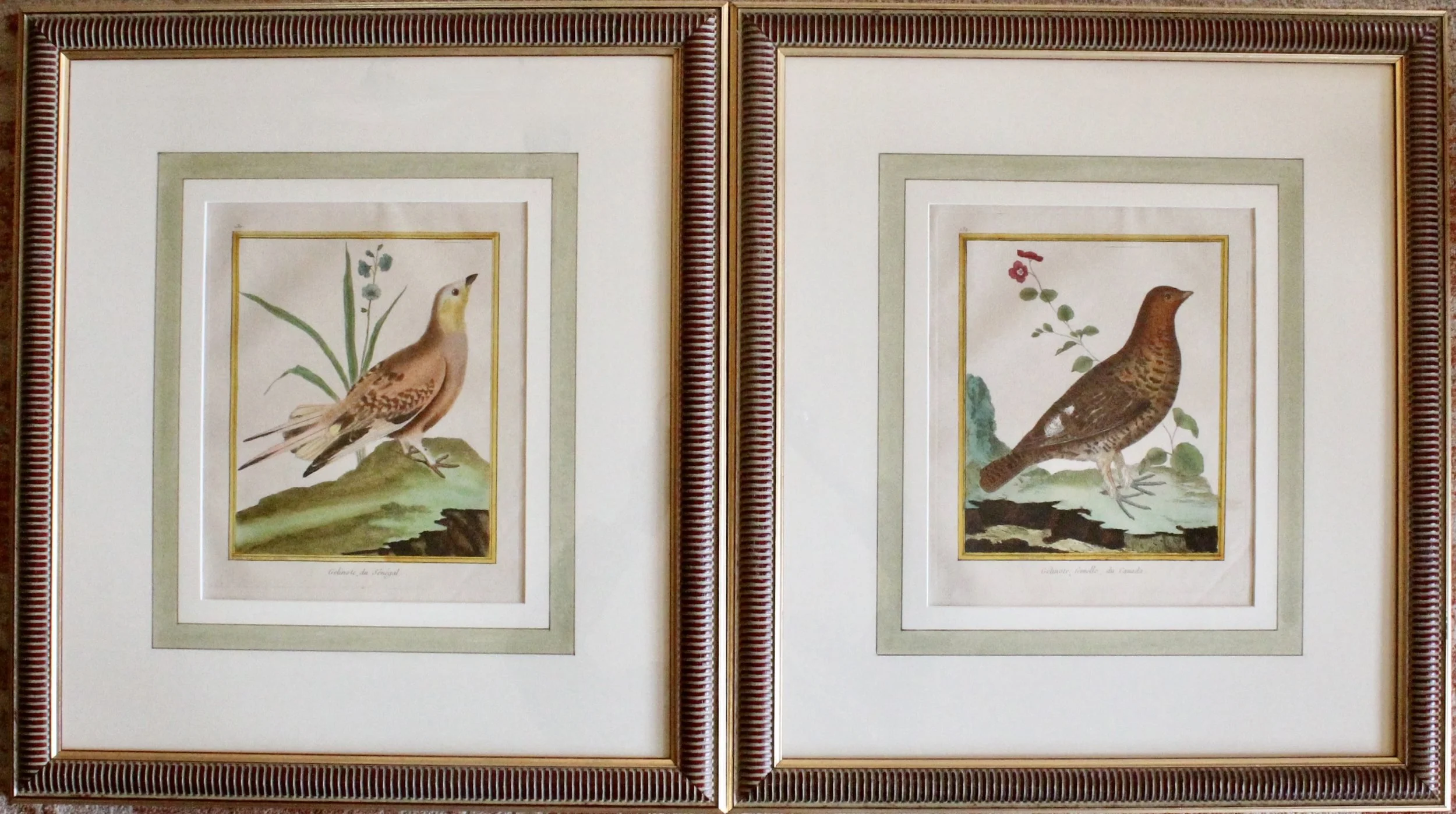 ngravings of Grouse by François-Nicolas Martinet,