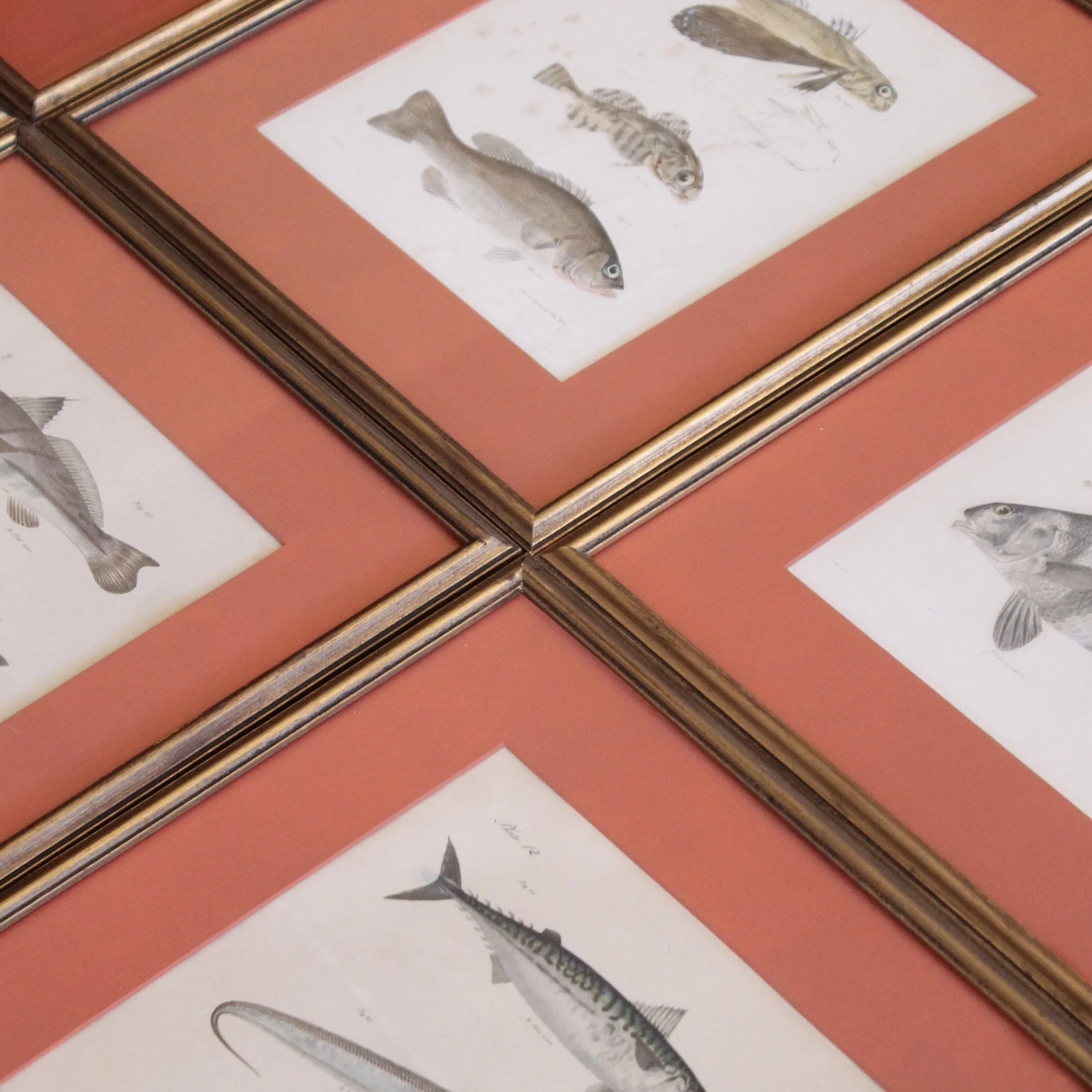 J. W. Hill, New York,  Fish Engravings