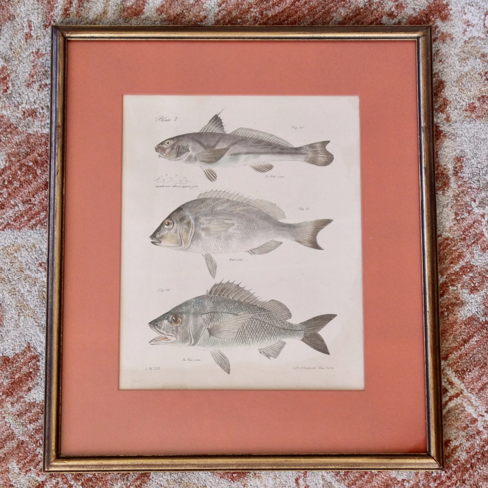 J. W. Hill, New York,  Fish Engravings