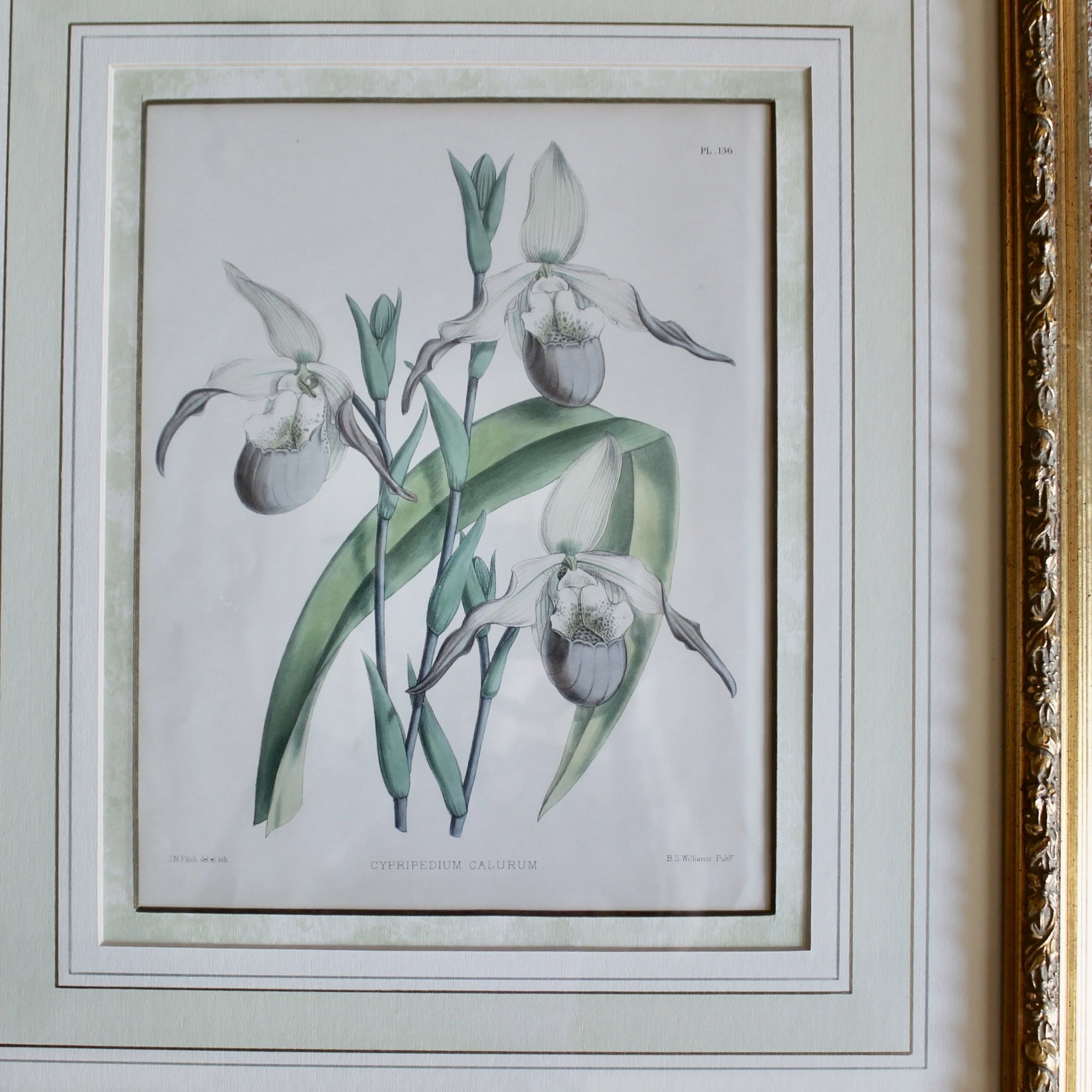 Lady’s Slipper Orchid antique Lithographs, John Nugent Fitch