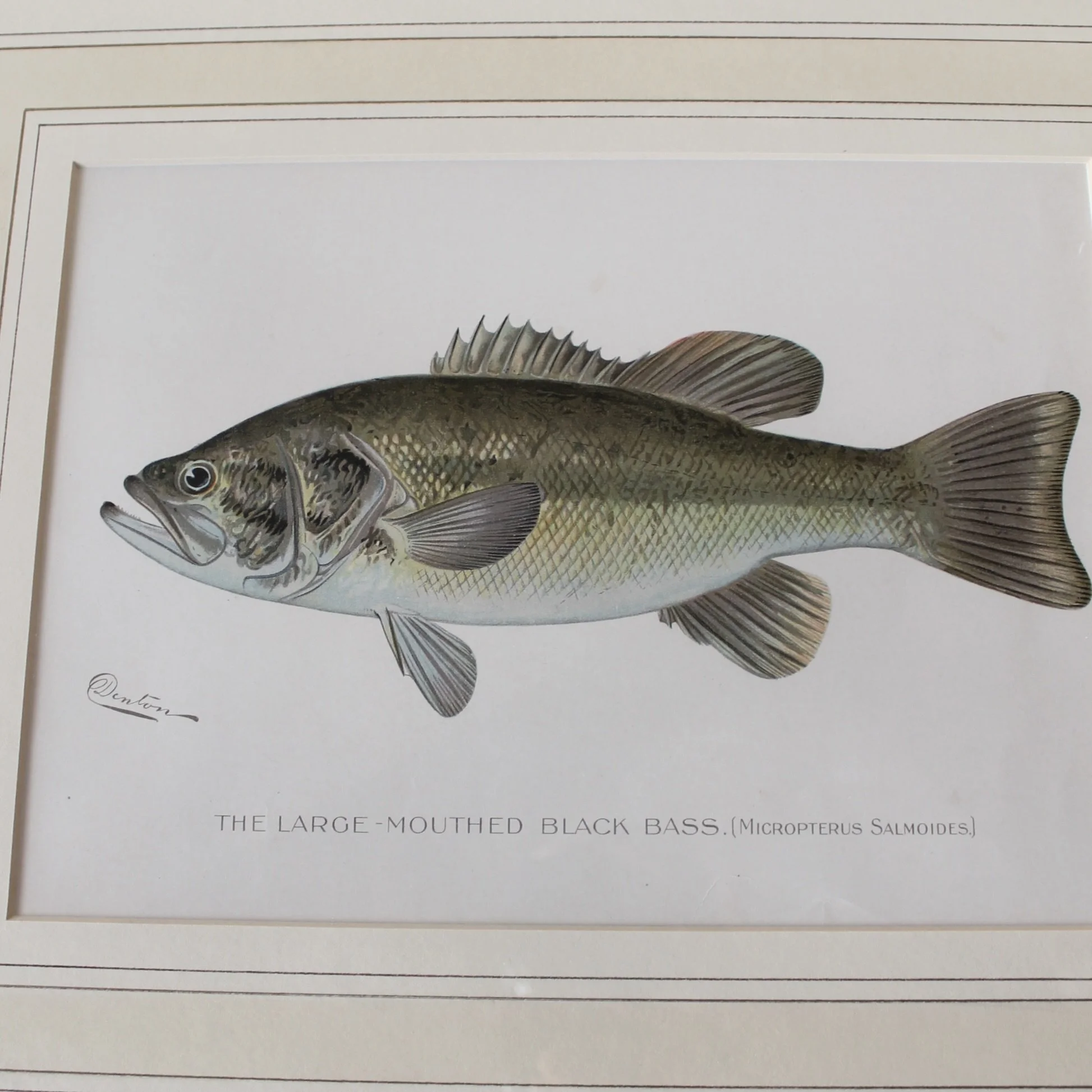 S. F. Denton American Fish Prints- set of 6