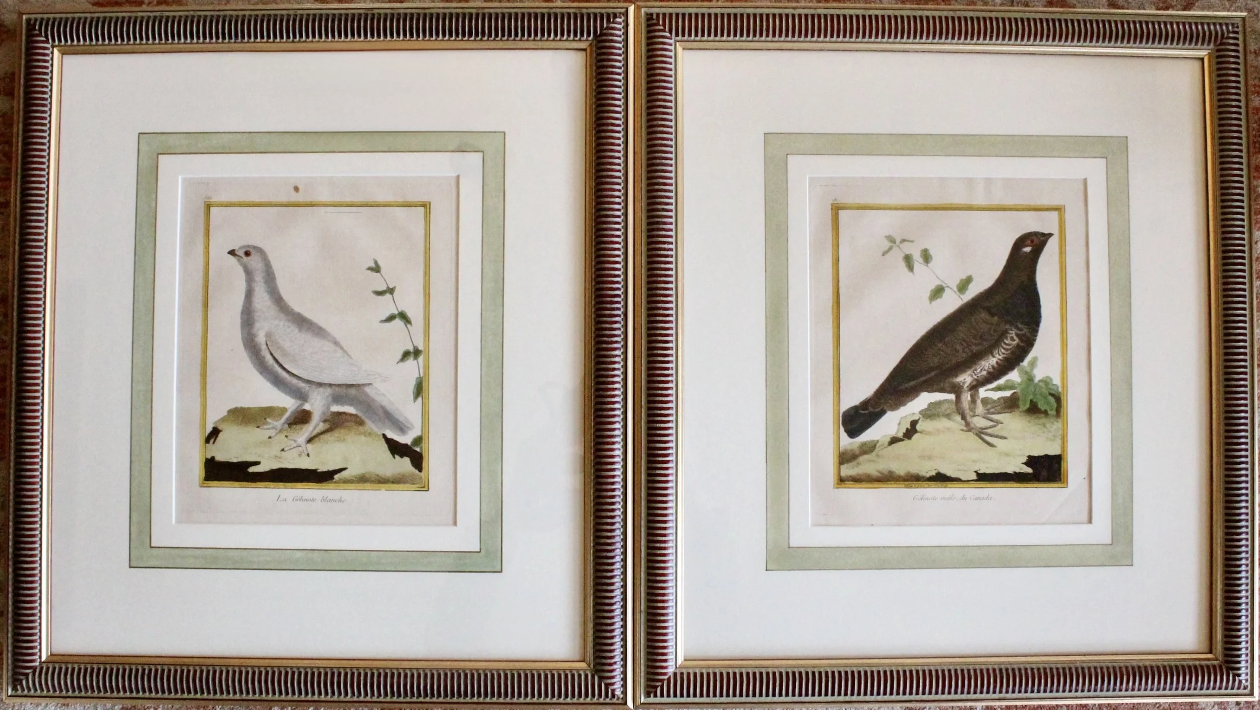 ngravings of Grouse by François-Nicolas Martinet,