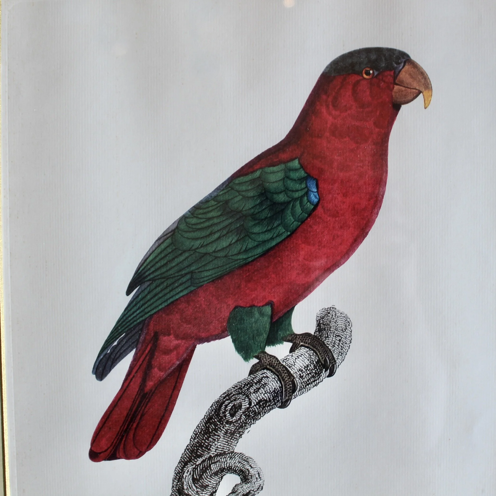 Pair of Parrot Prints by Jacques Barraband (François Levaillant) in Fine Frames