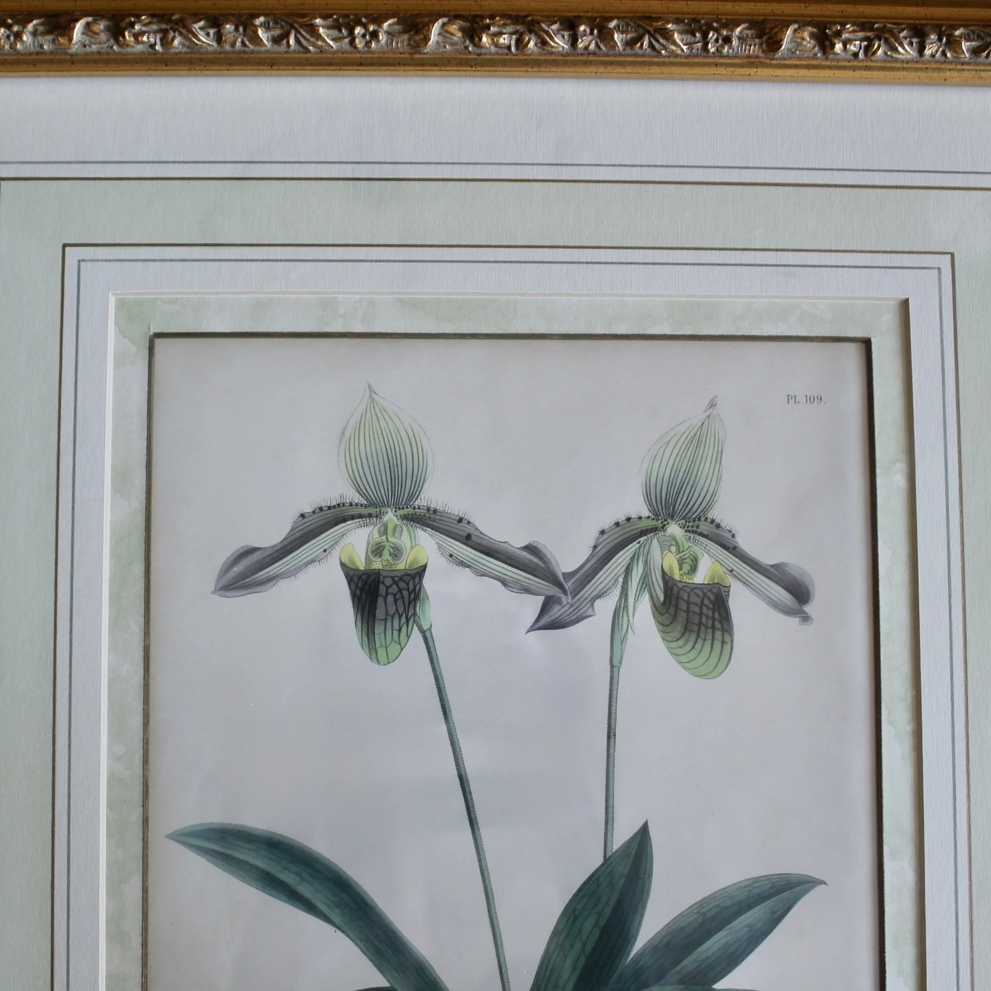 Lady’s Slipper Orchid antique Lithographs, John Nugent Fitch