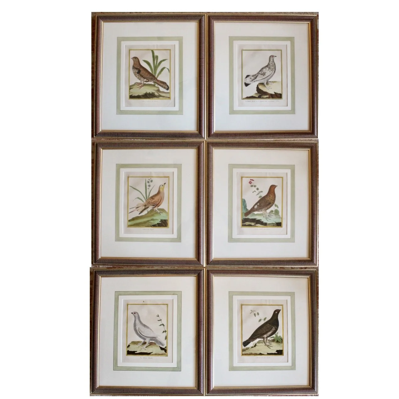 ngravings of Grouse by François-Nicolas Martinet,