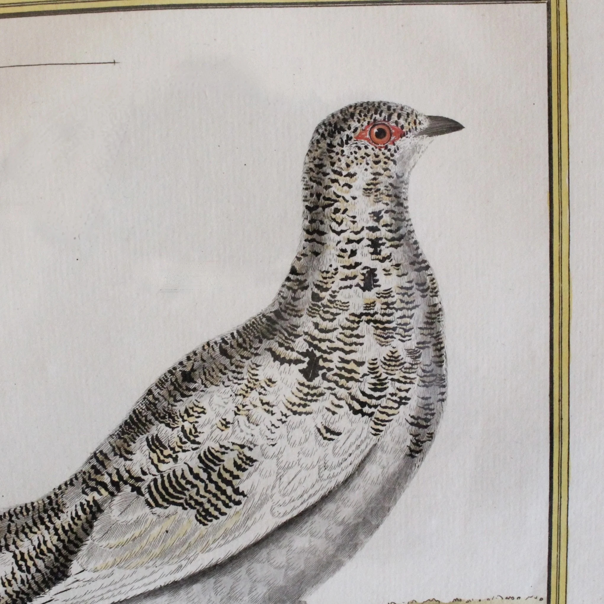 ngravings of Grouse by François-Nicolas Martinet,