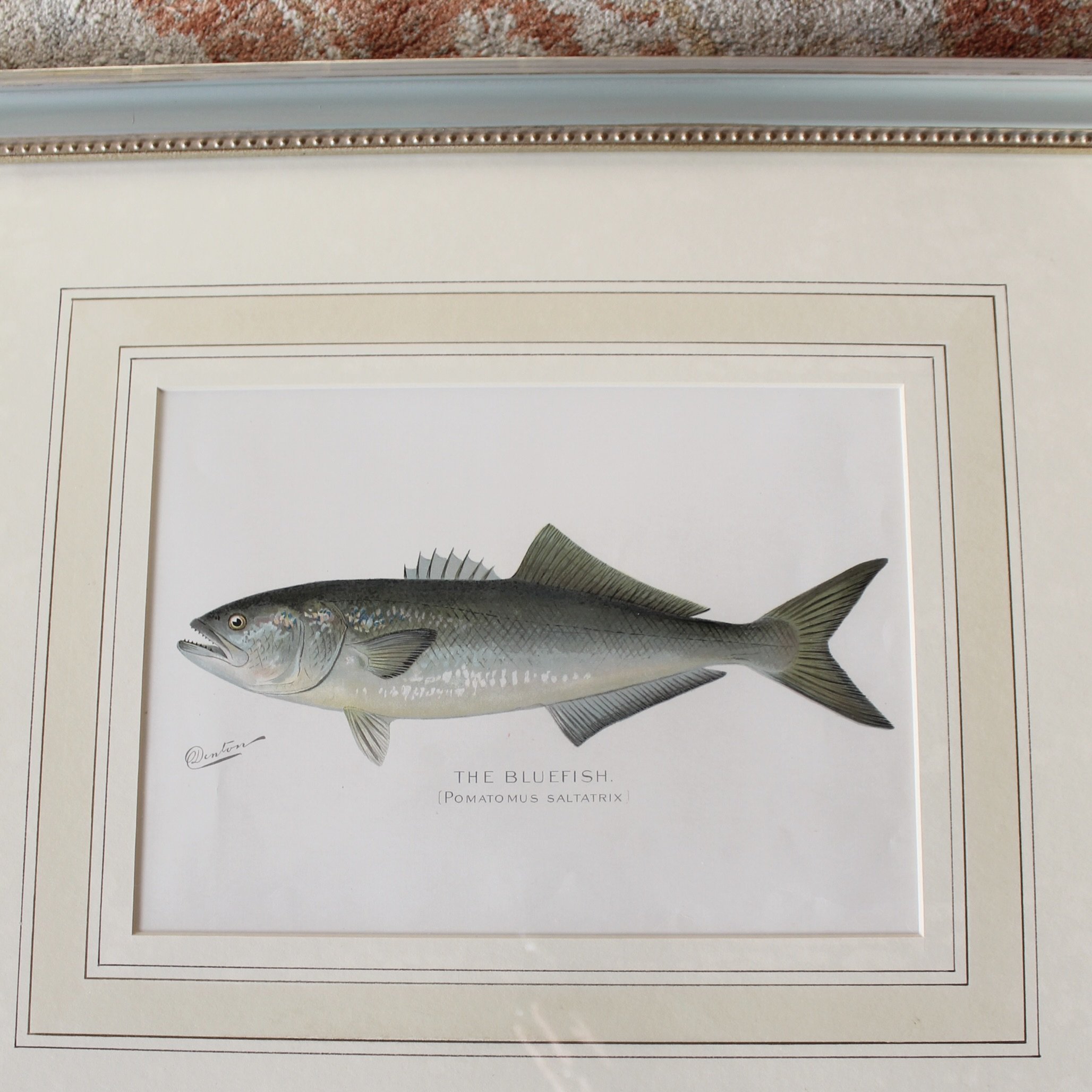 S. F. Denton American Fish Prints- set of 6