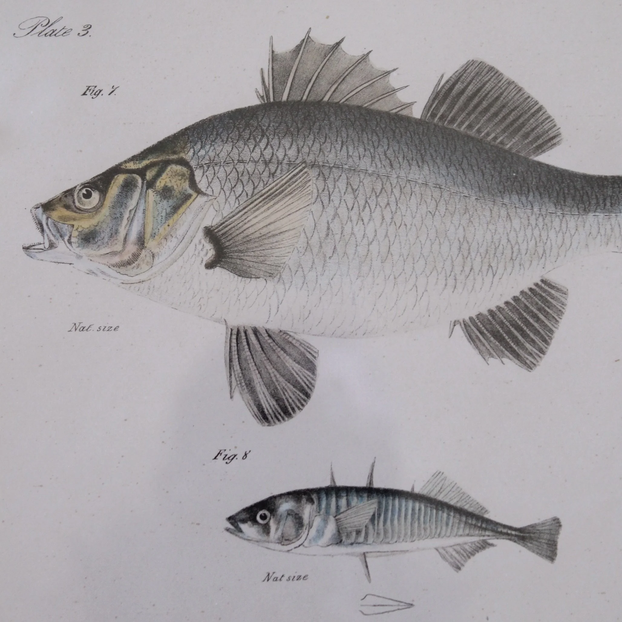 J. W. Hill, New York,  Fish Engravings