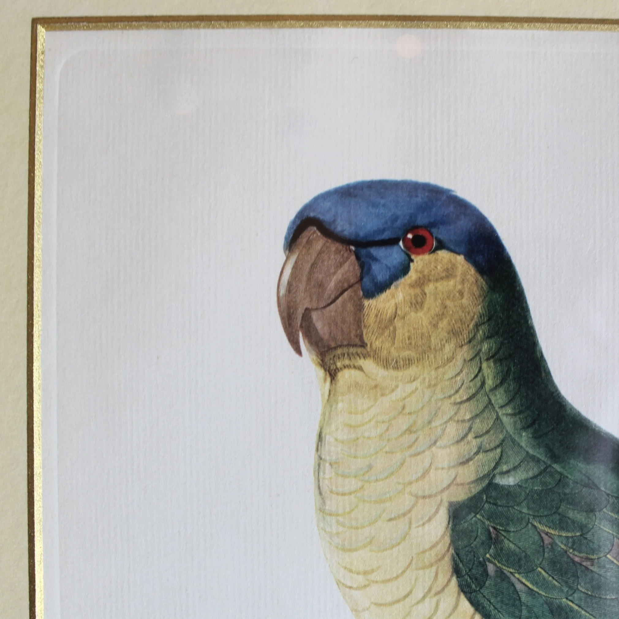 Pair of Parrot Prints by Jacques Barraband (François Levaillant) in Fine Frames