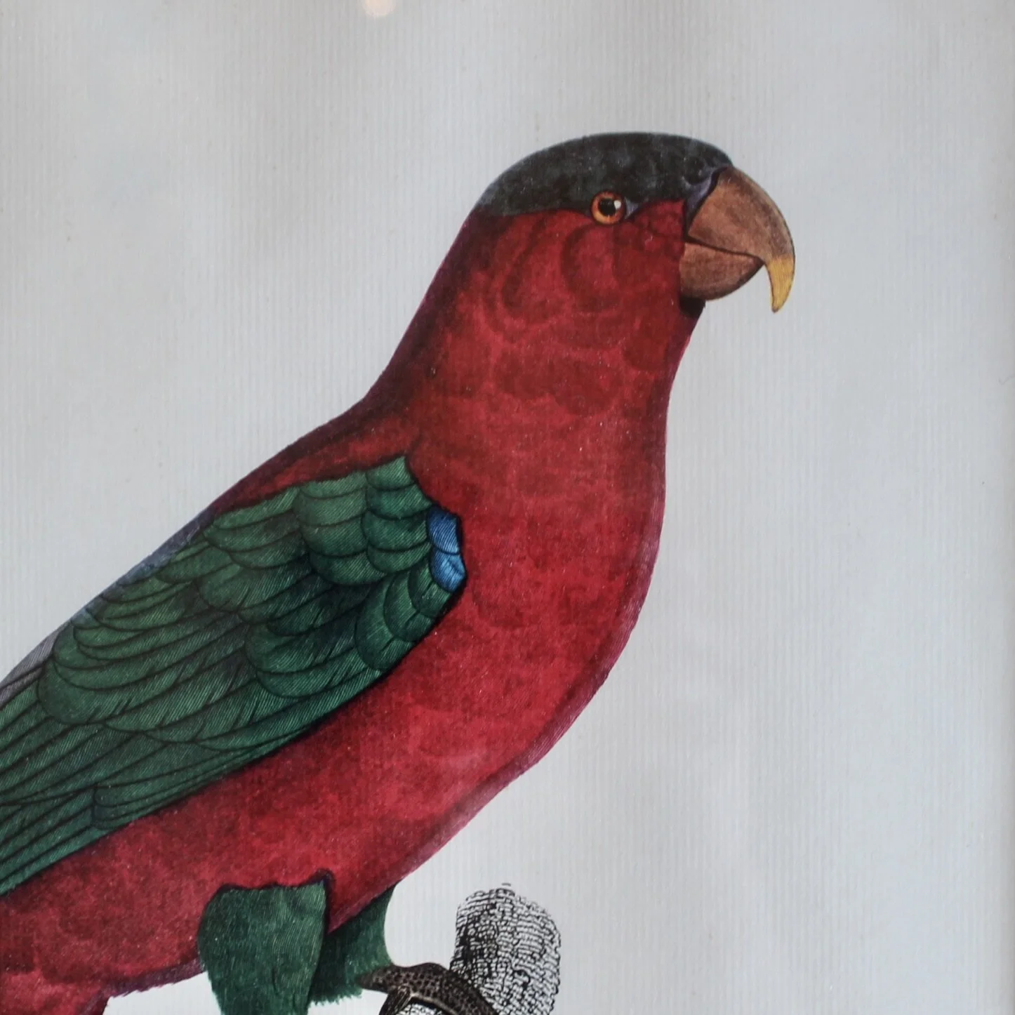 Pair of Parrot Prints by Jacques Barraband (François Levaillant) in Fine Frames