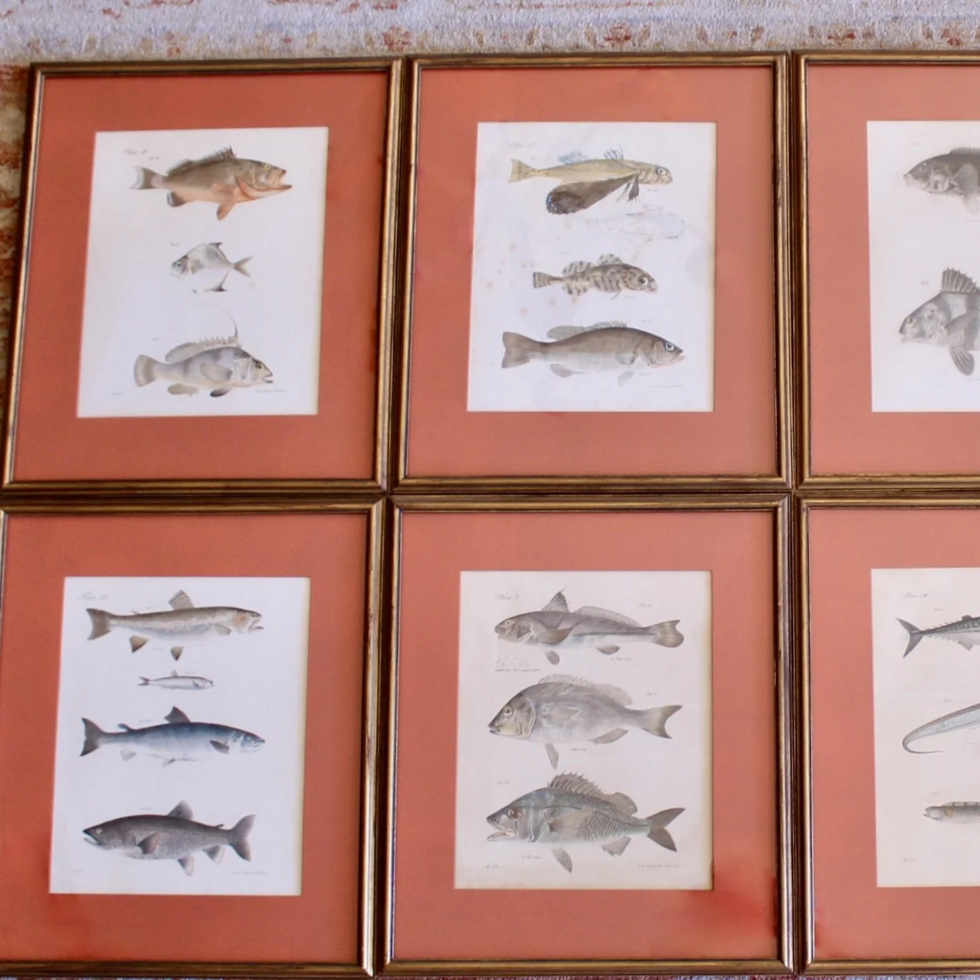 J. W. Hill, New York,  Fish Engravings