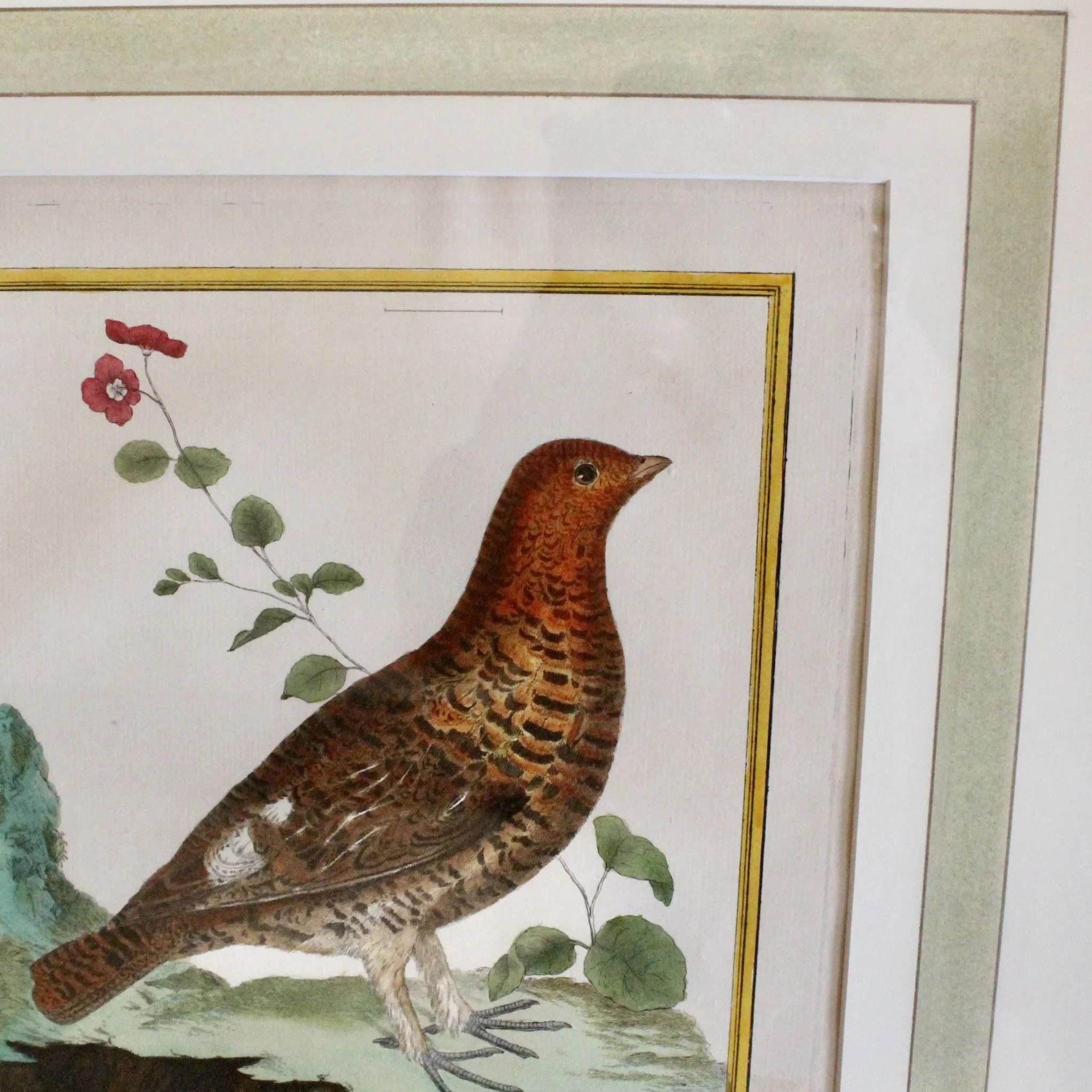 ngravings of Grouse by François-Nicolas Martinet,