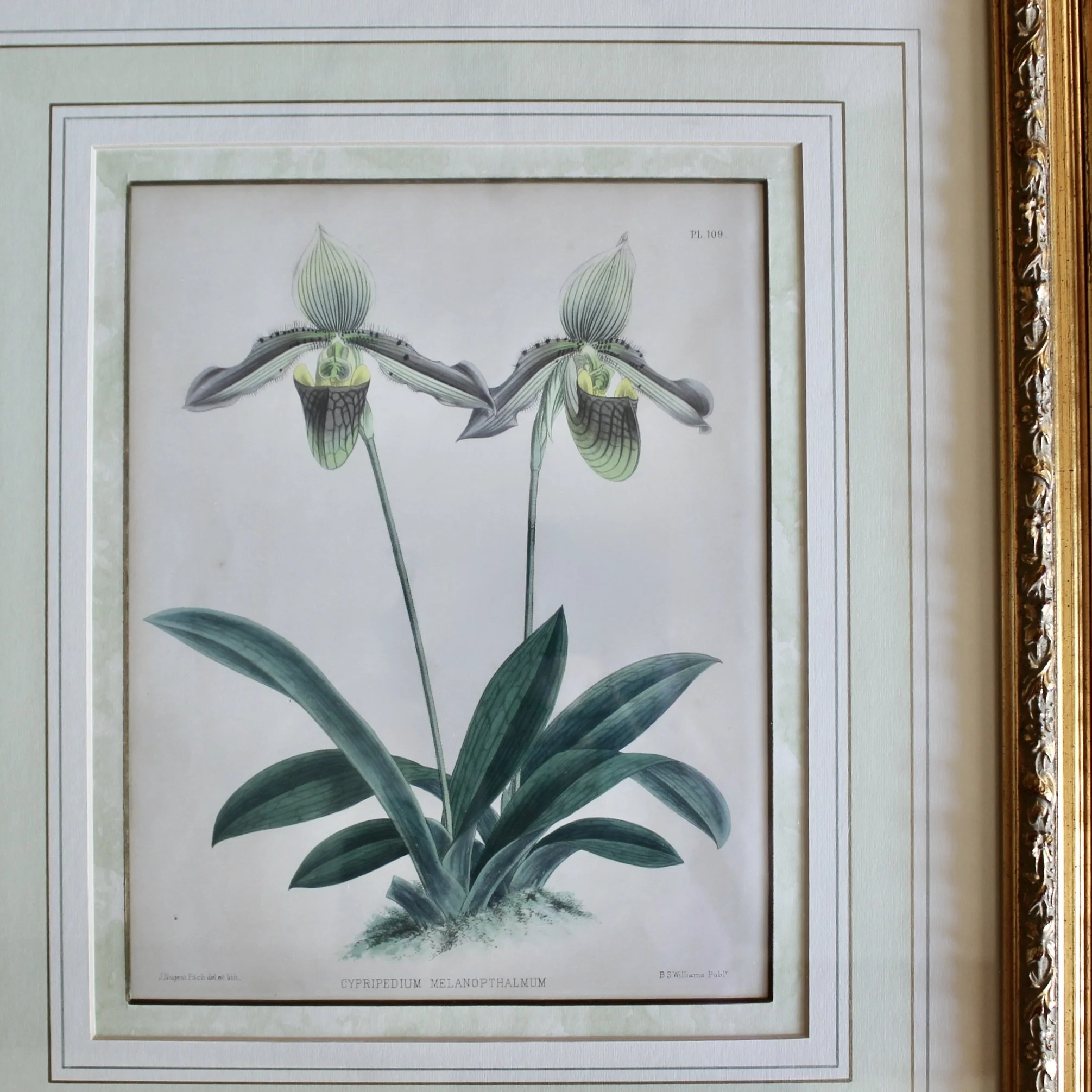 Lady’s Slipper Orchid antique Lithographs, John Nugent Fitch