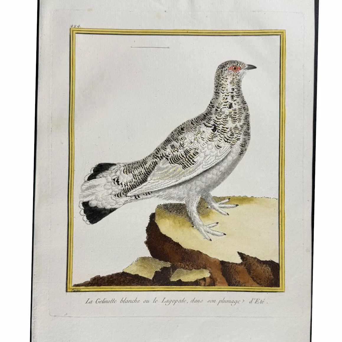 ngravings of Grouse by François-Nicolas Martinet,
