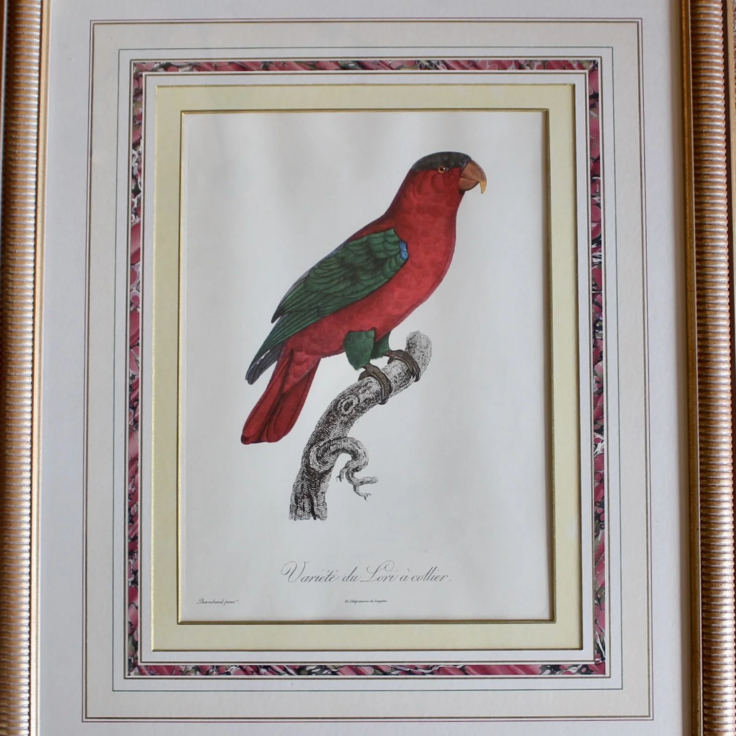Pair of Parrot Prints by Jacques Barraband (François Levaillant) in Fine Frames