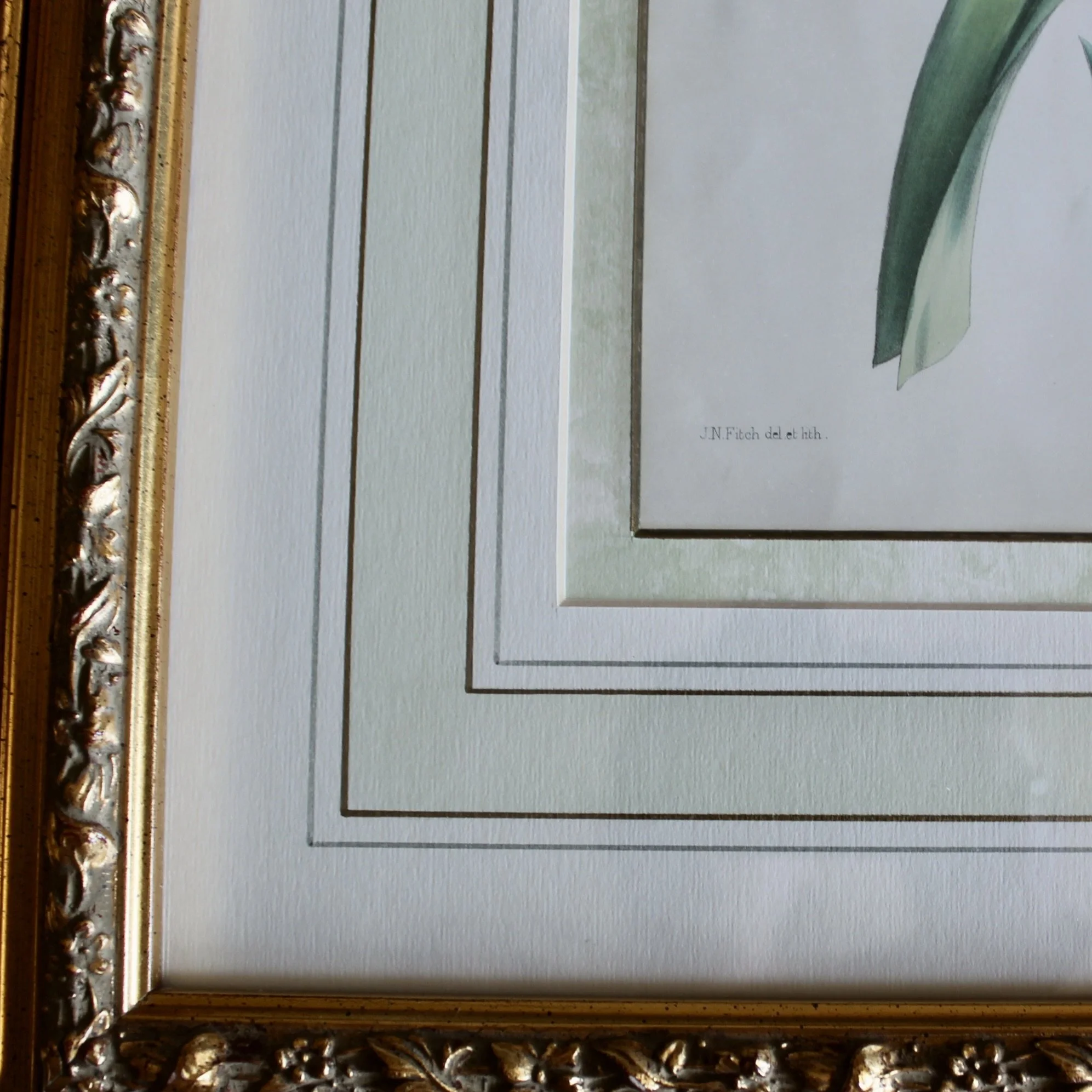 Lady’s Slipper Orchid antique Lithographs, John Nugent Fitch