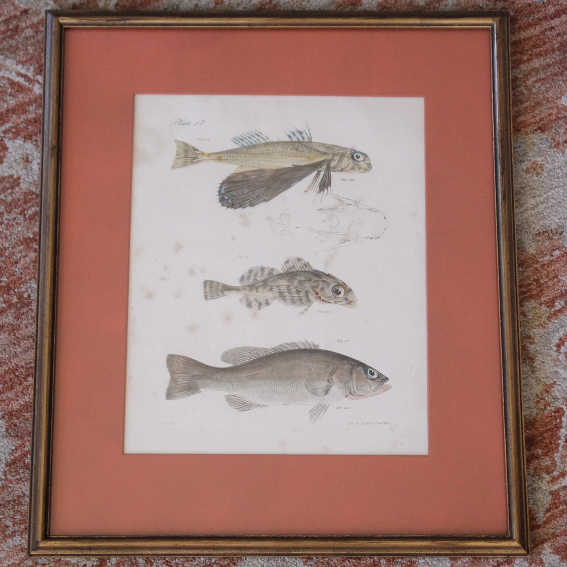 J. W. Hill, New York,  Fish Engravings