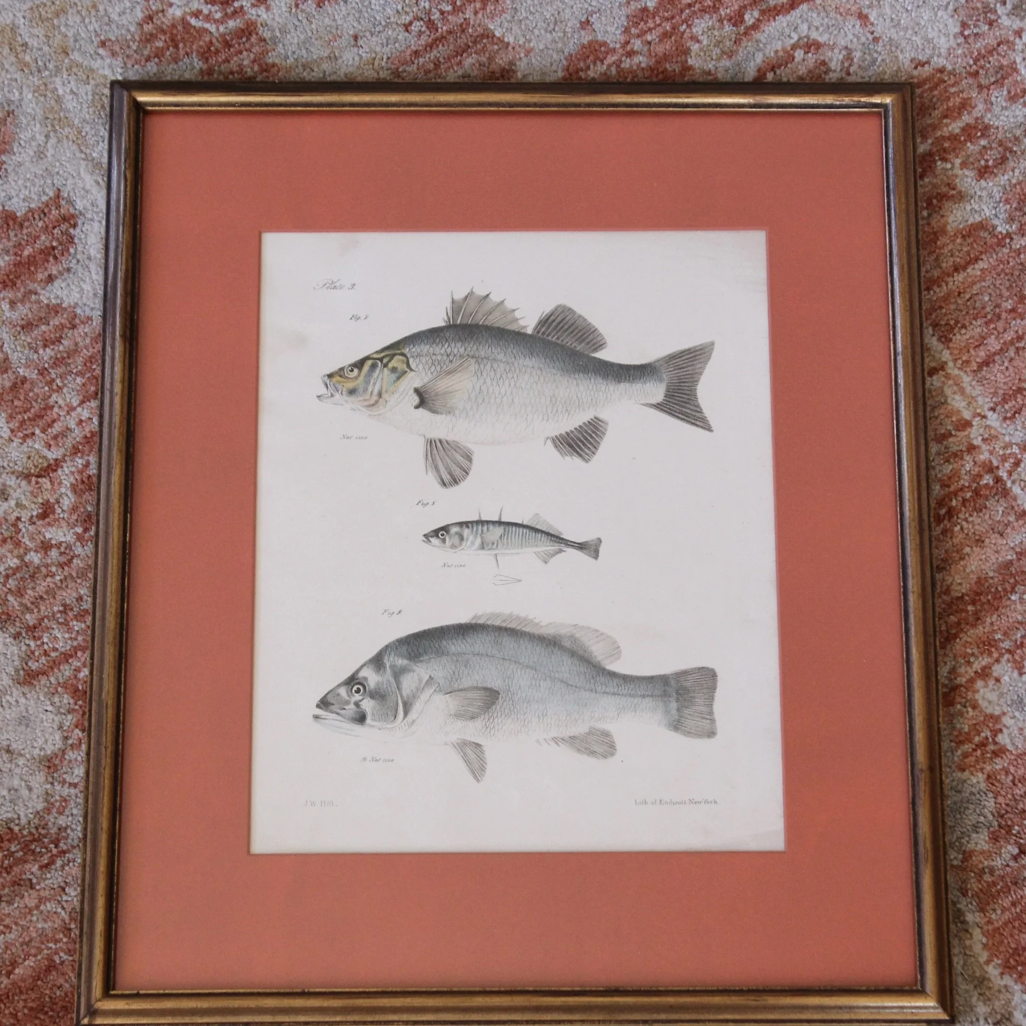 J. W. Hill, New York,  Fish Engravings