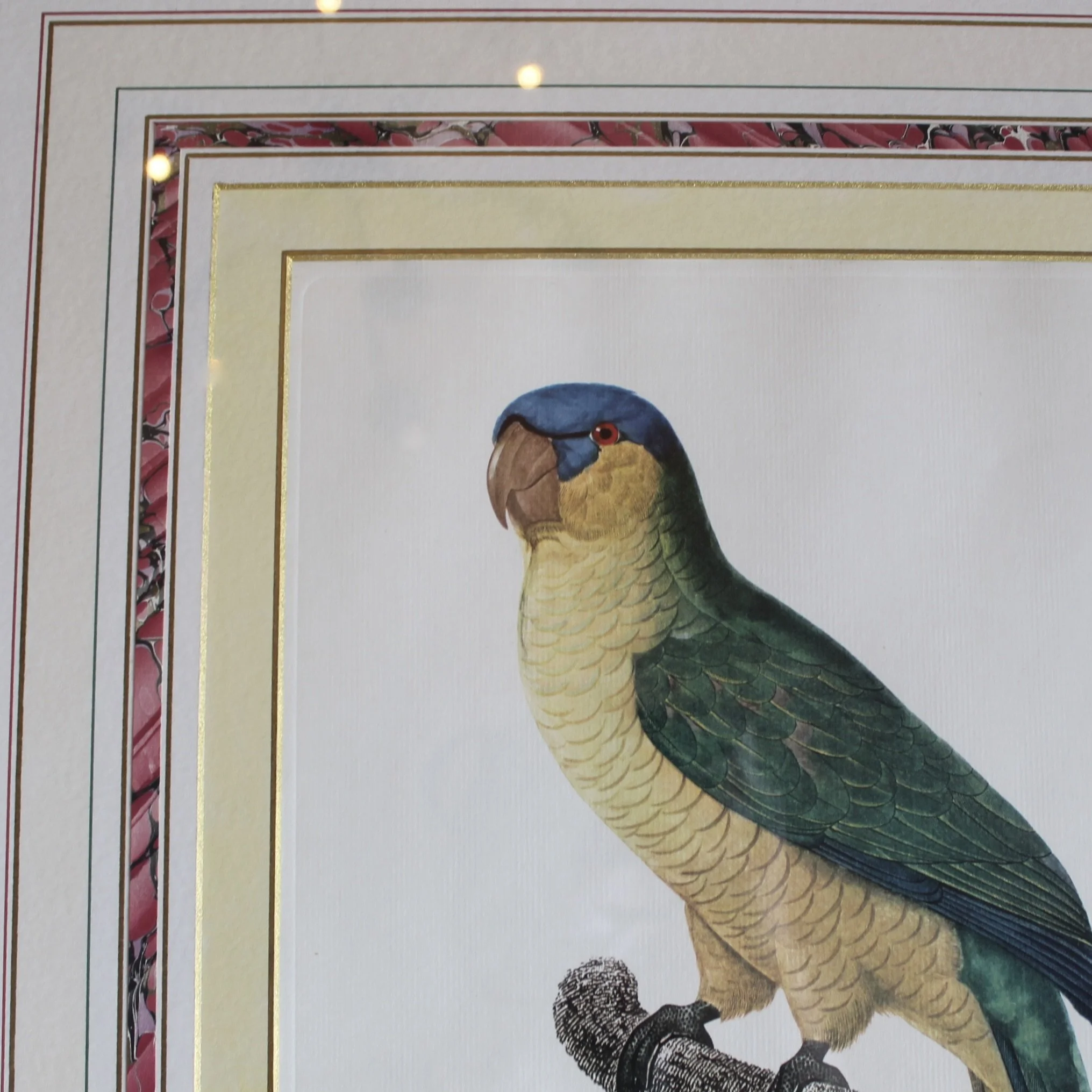 Pair of Parrot Prints by Jacques Barraband (François Levaillant) in Fine Frames
