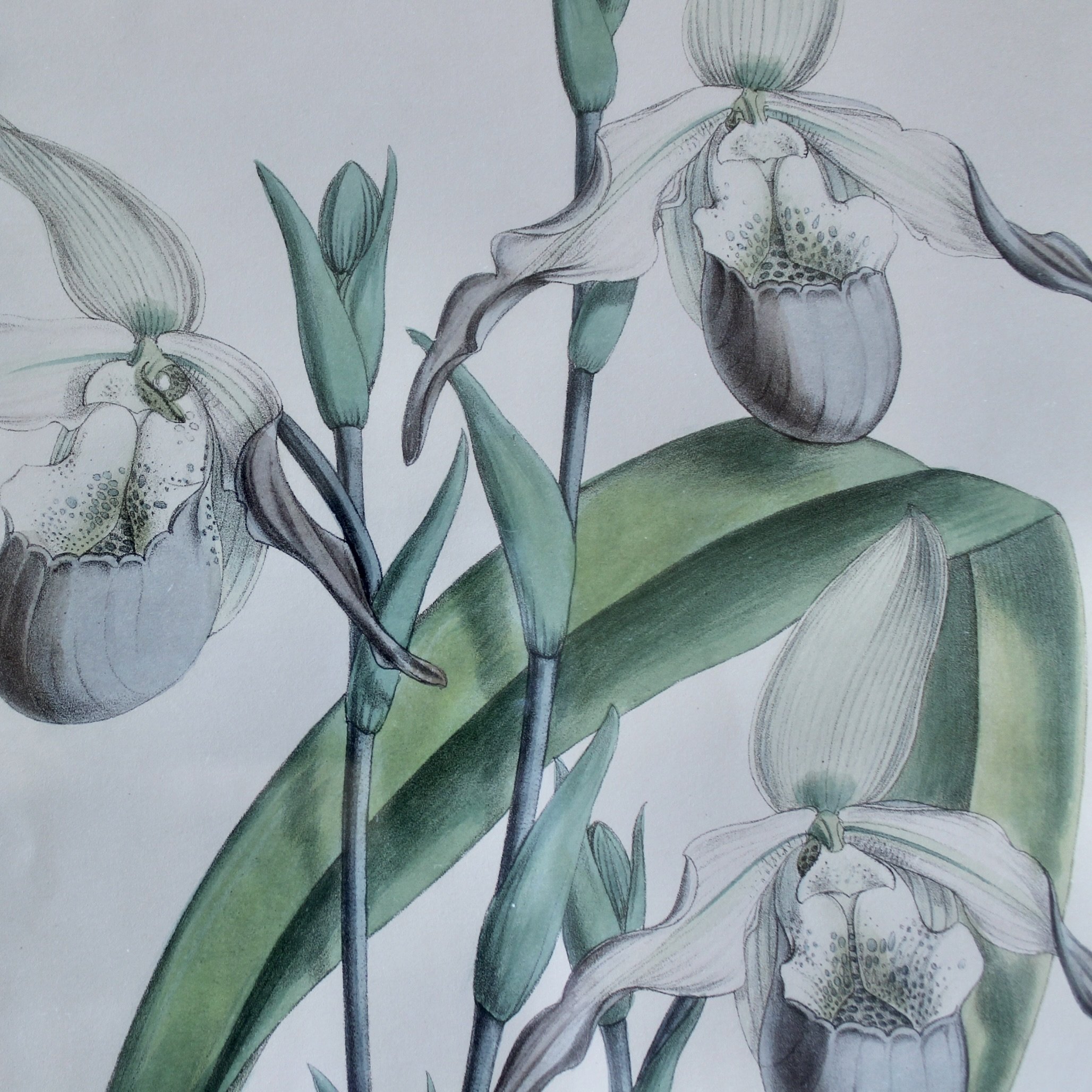 Lady’s Slipper Orchid antique Lithographs, John Nugent Fitch