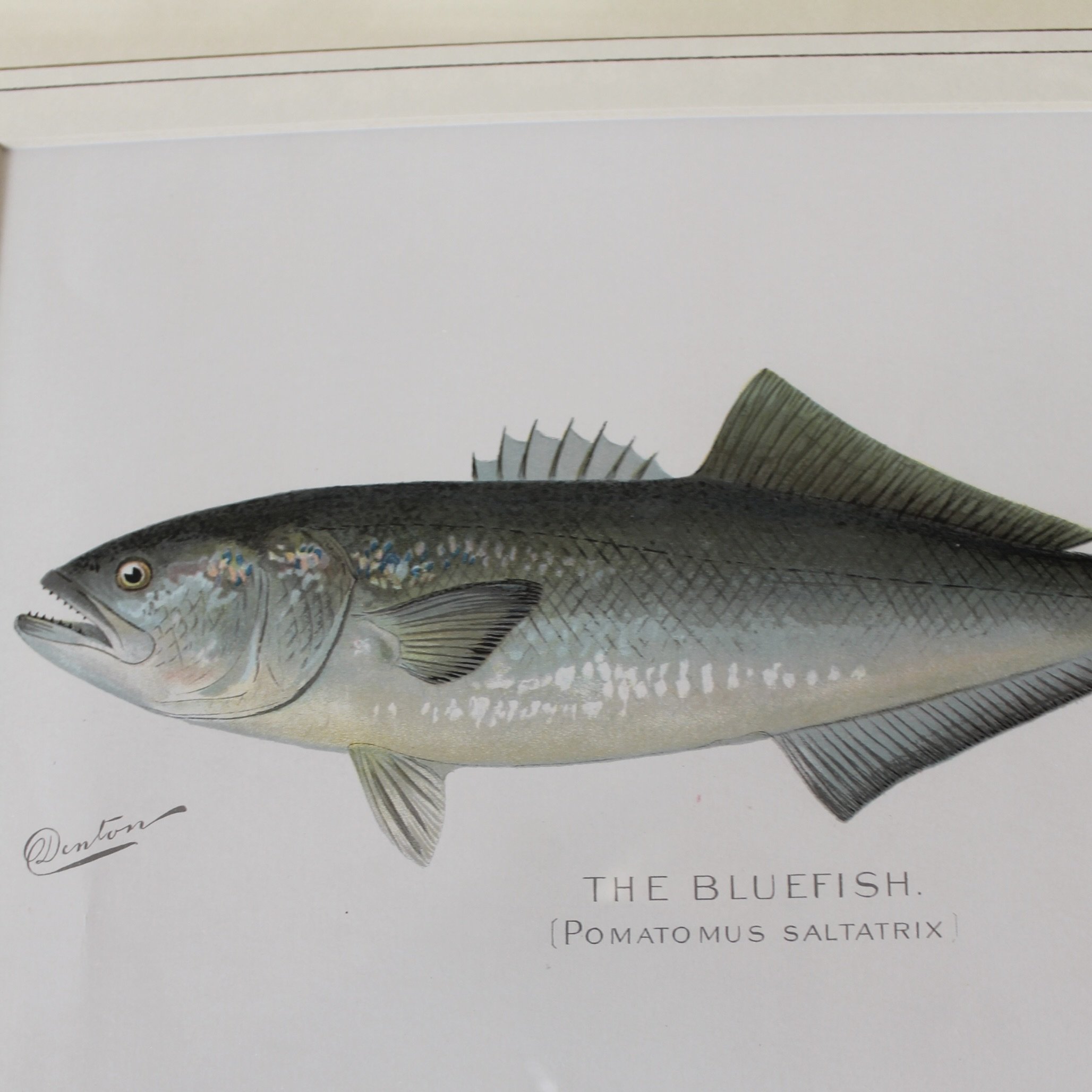 S. F. Denton American Fish Prints- set of 6