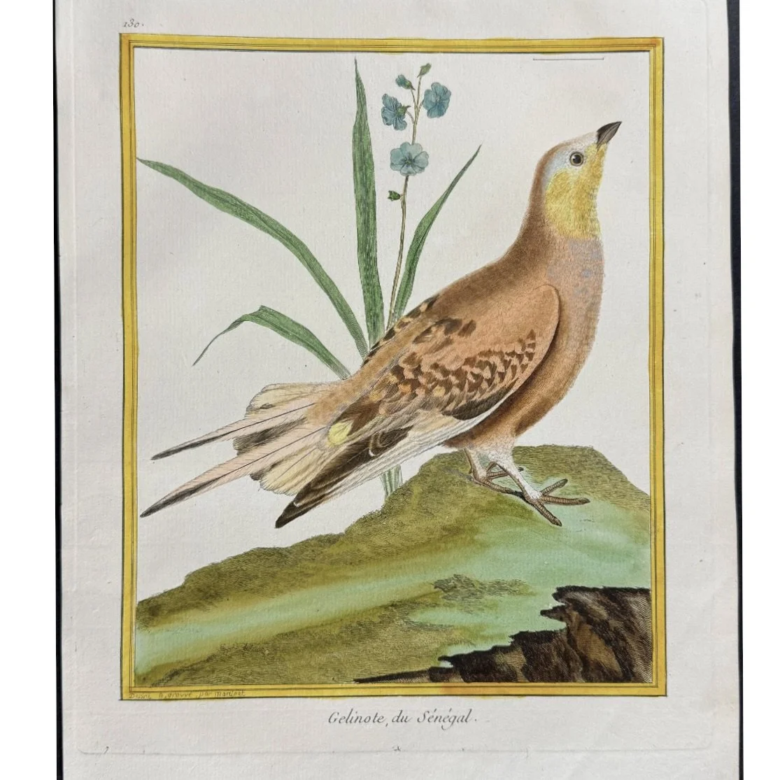 ngravings of Grouse by François-Nicolas Martinet,