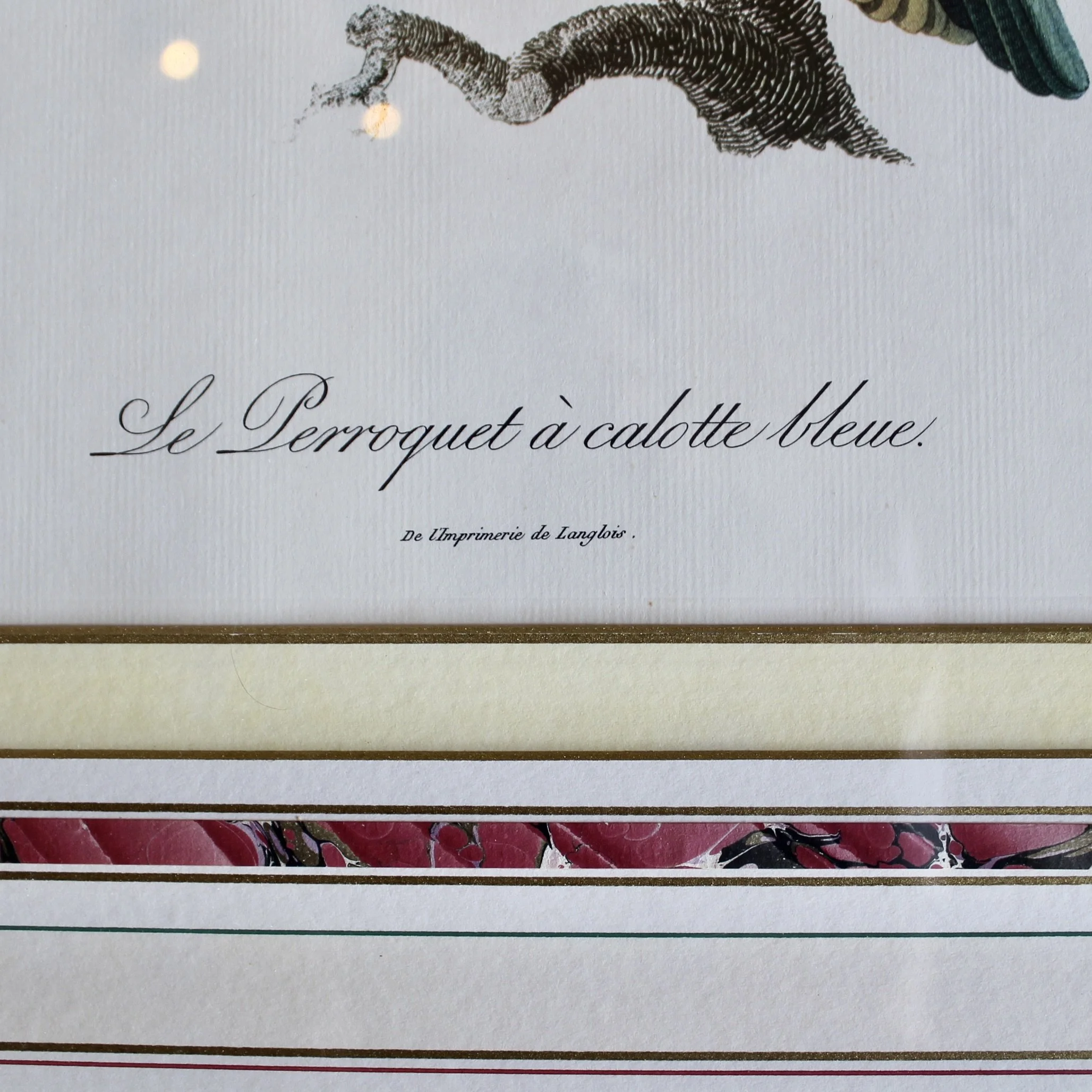 Pair of Parrot Prints by Jacques Barraband (François Levaillant) in Fine Frames