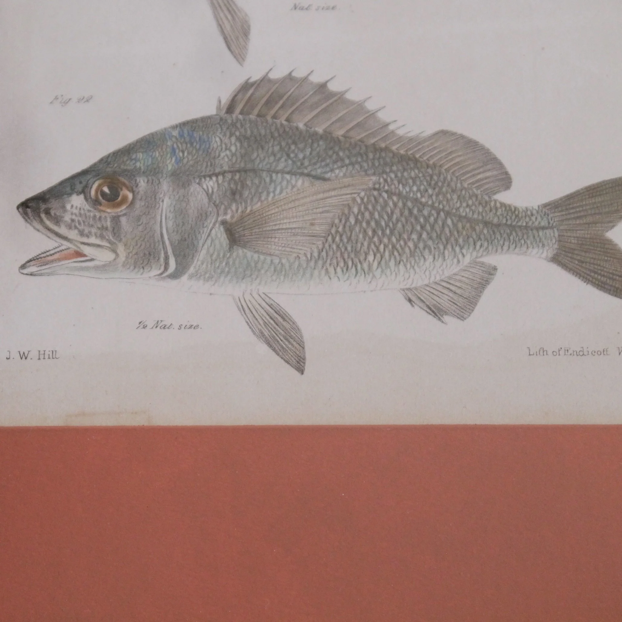 J. W. Hill, New York,  Fish Engravings