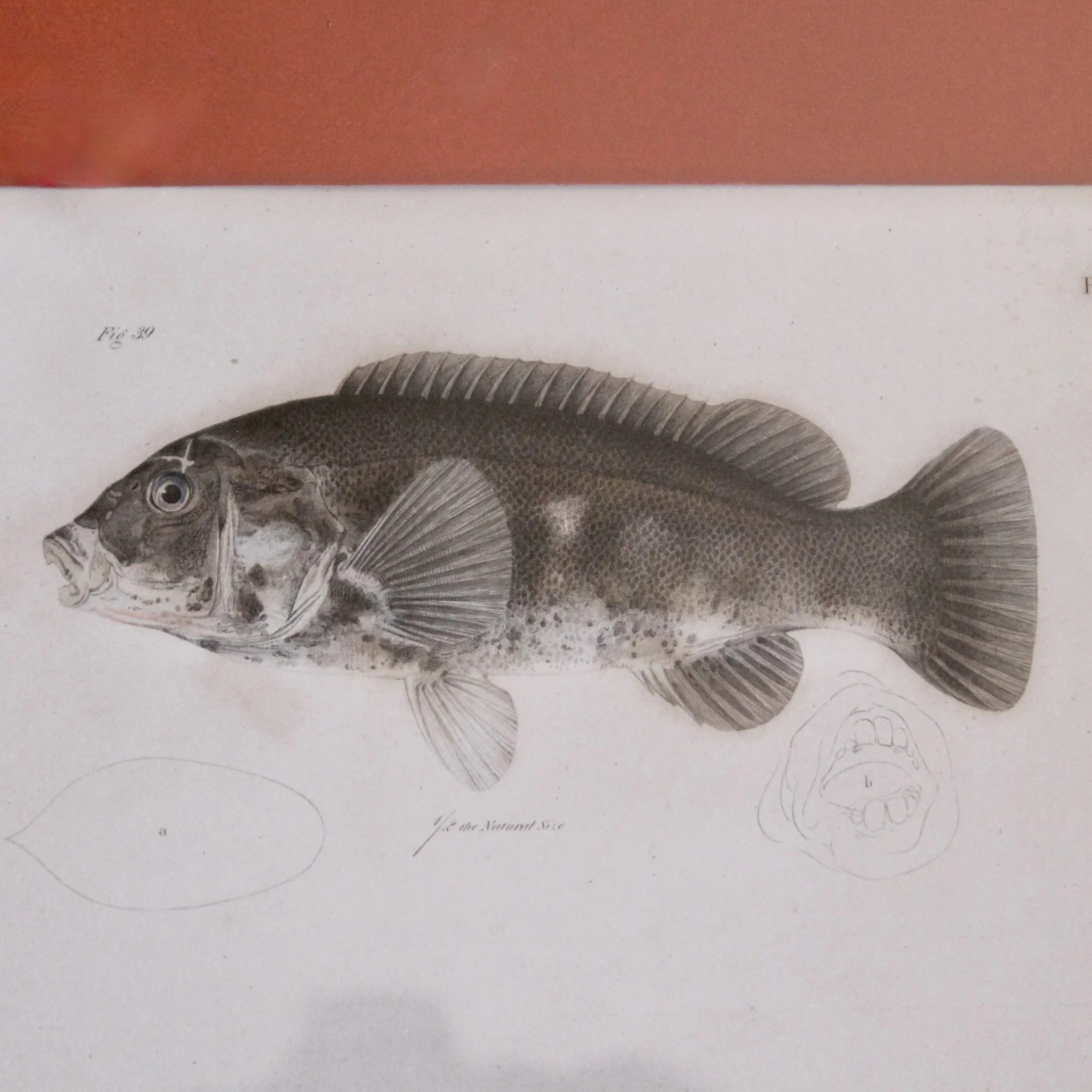J. W. Hill, New York,  Fish Engravings