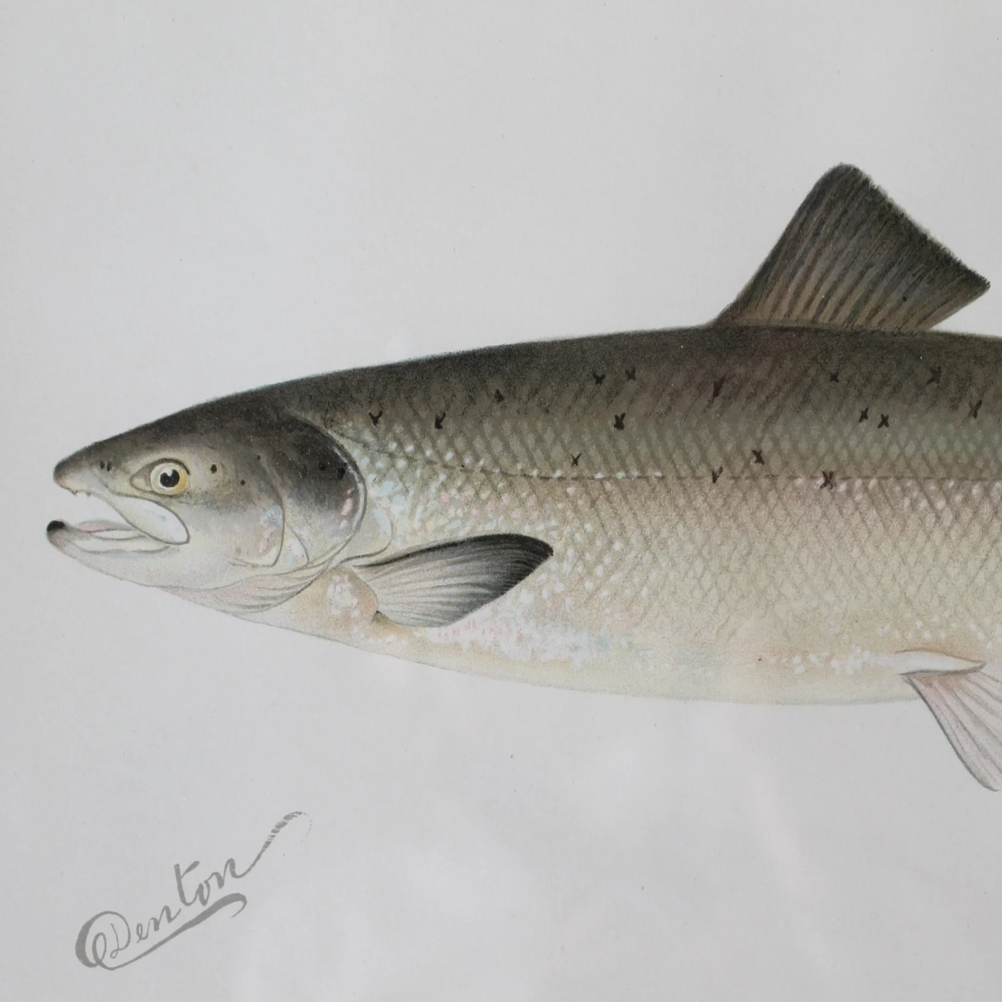 S. F. Denton American Fish Prints- set of 6