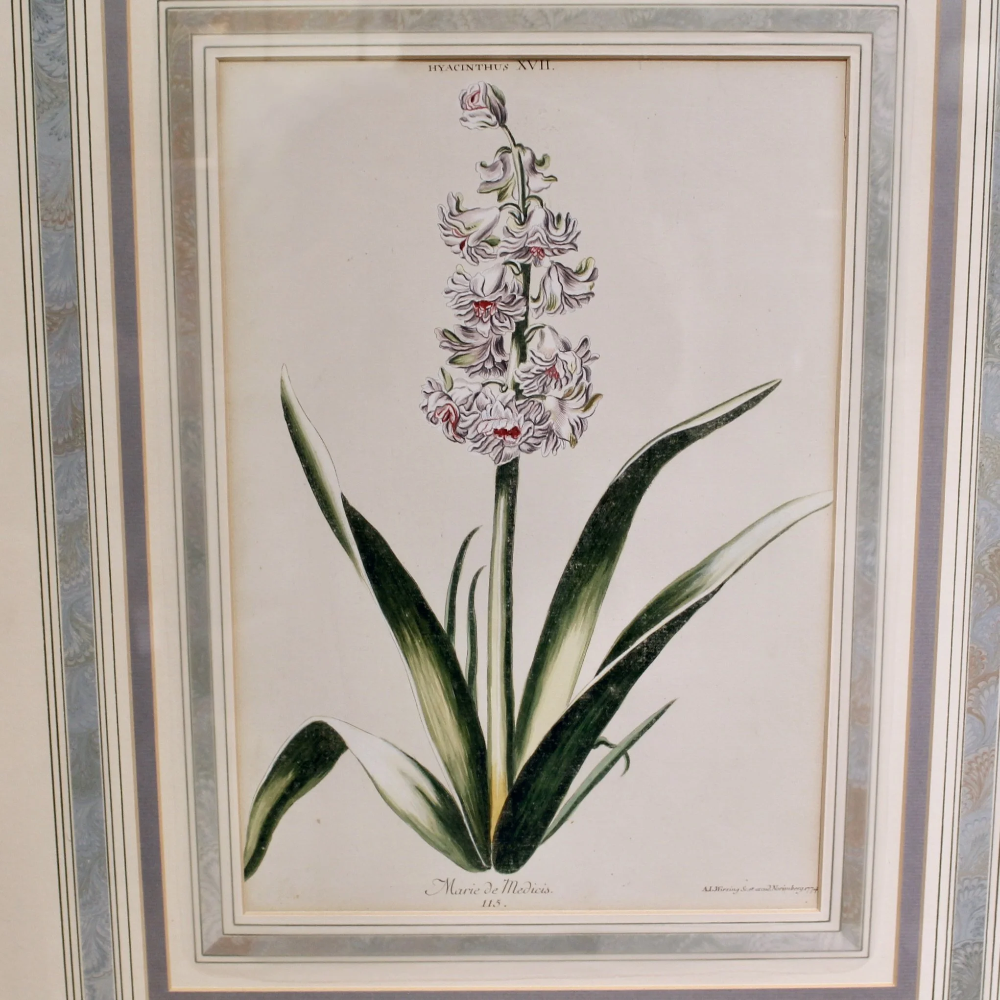 18th century Botanical Engravings- Hyacinths from the Hortus Nitidissimis