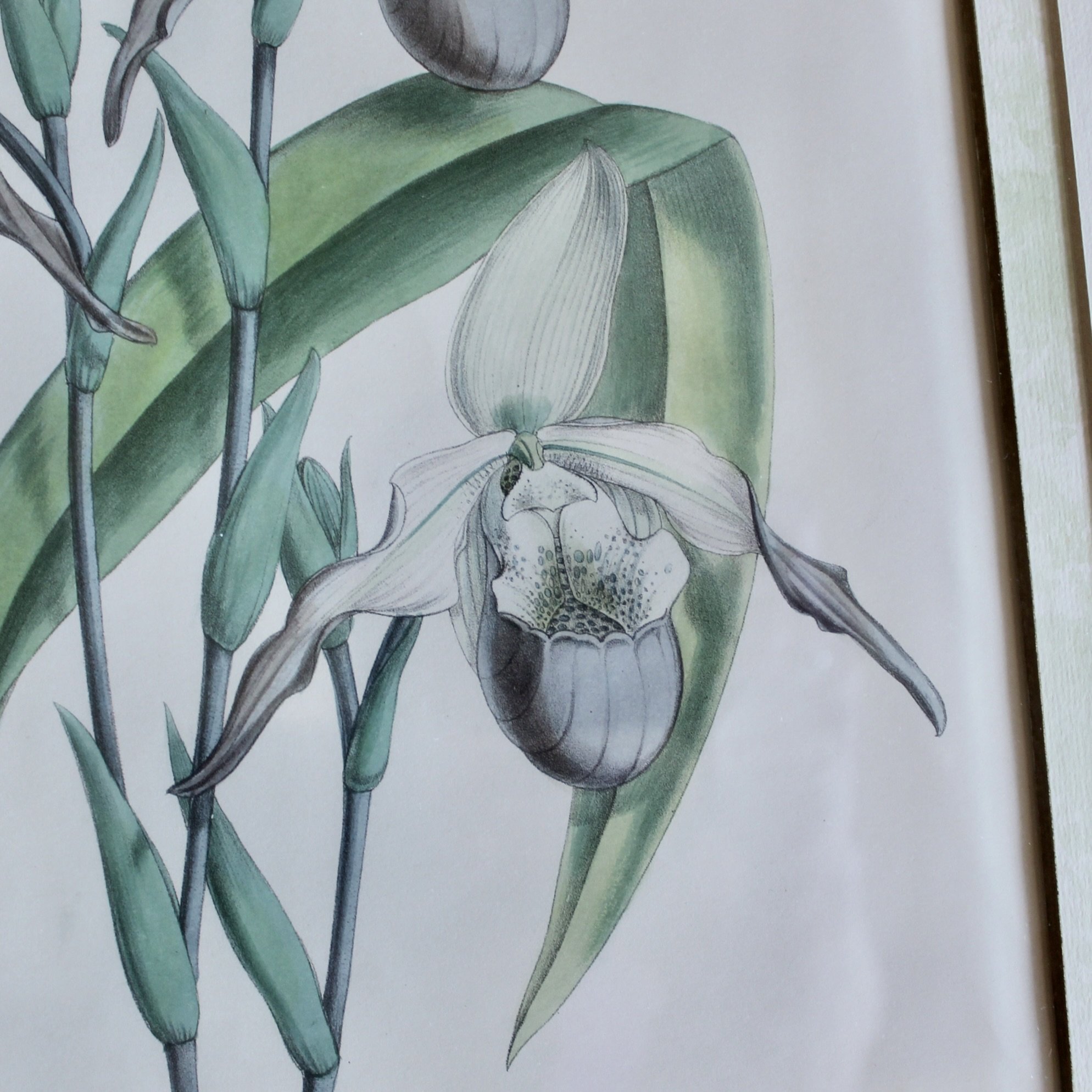 Lady’s Slipper Orchid antique Lithographs, John Nugent Fitch