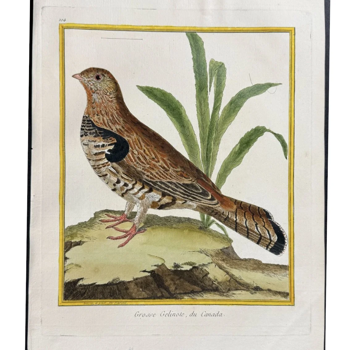 ngravings of Grouse by François-Nicolas Martinet,