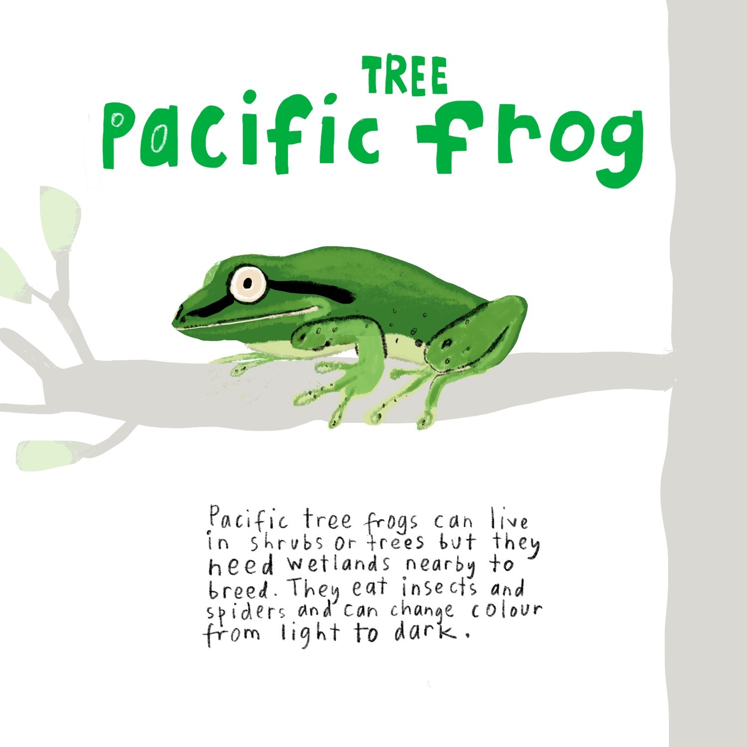 Tree_frog.jpeg