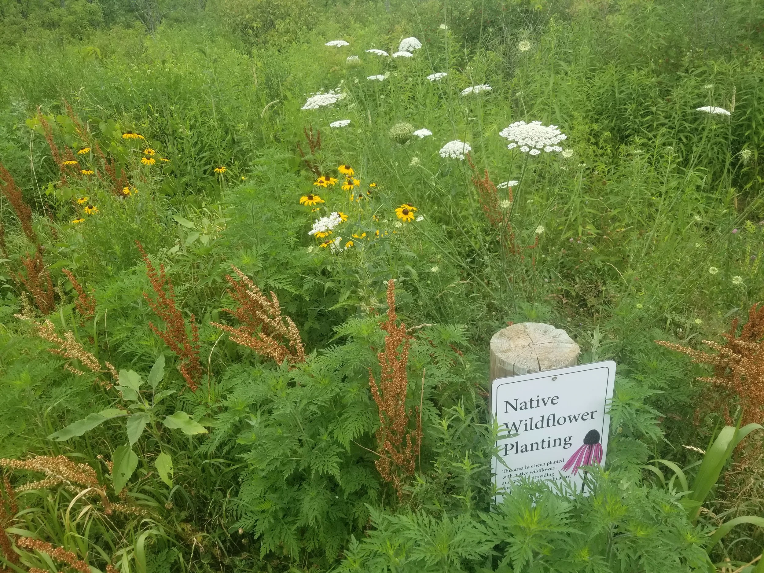 meadow.jpg