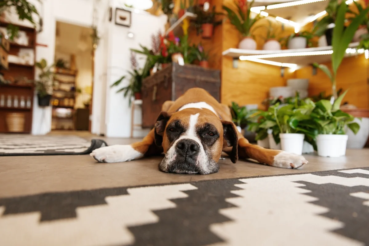 As you walk into Pueblo, you’re greeted by their often sleepy, good vibes mascot, a boxer named Bennie. She even comes with her own accolades, being named “best boutique pet” by Phoenix Magazine.