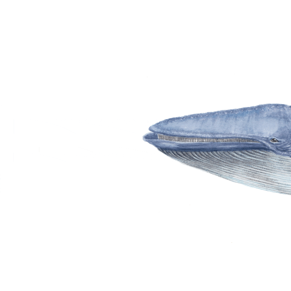 baleine - optim.gif