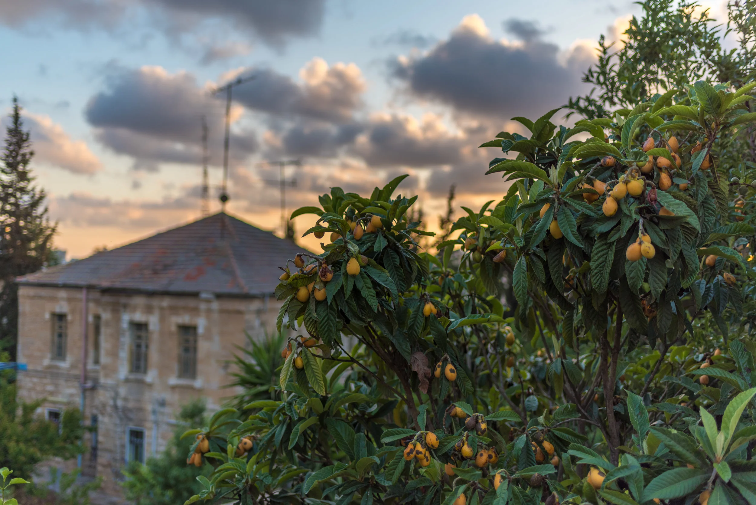 Ramallah spring