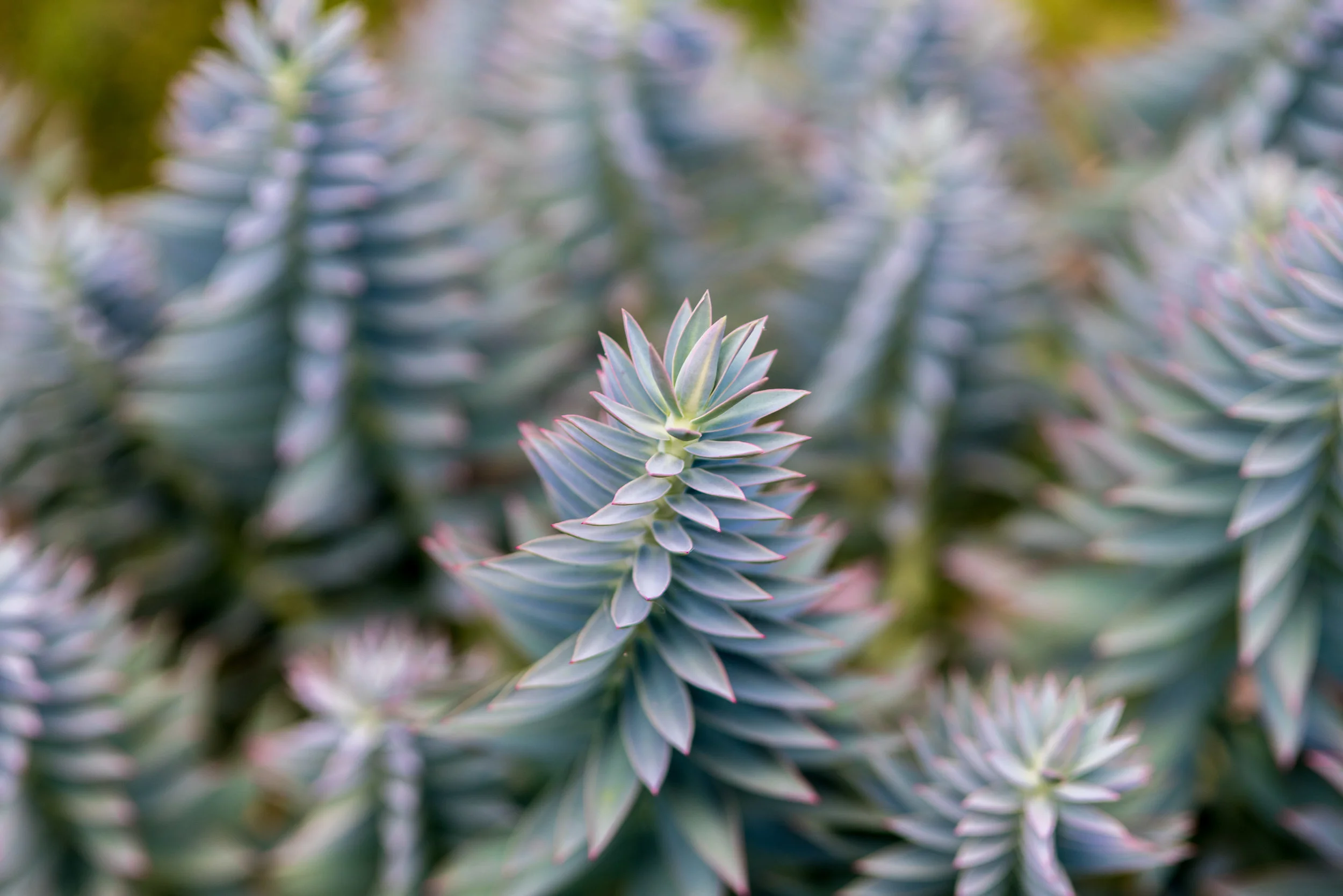 plantstwo-11.jpg